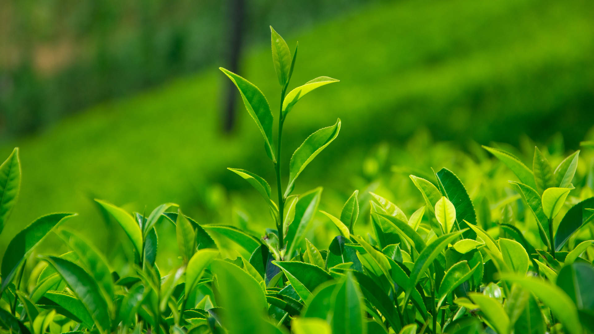 绿茶壁纸图片