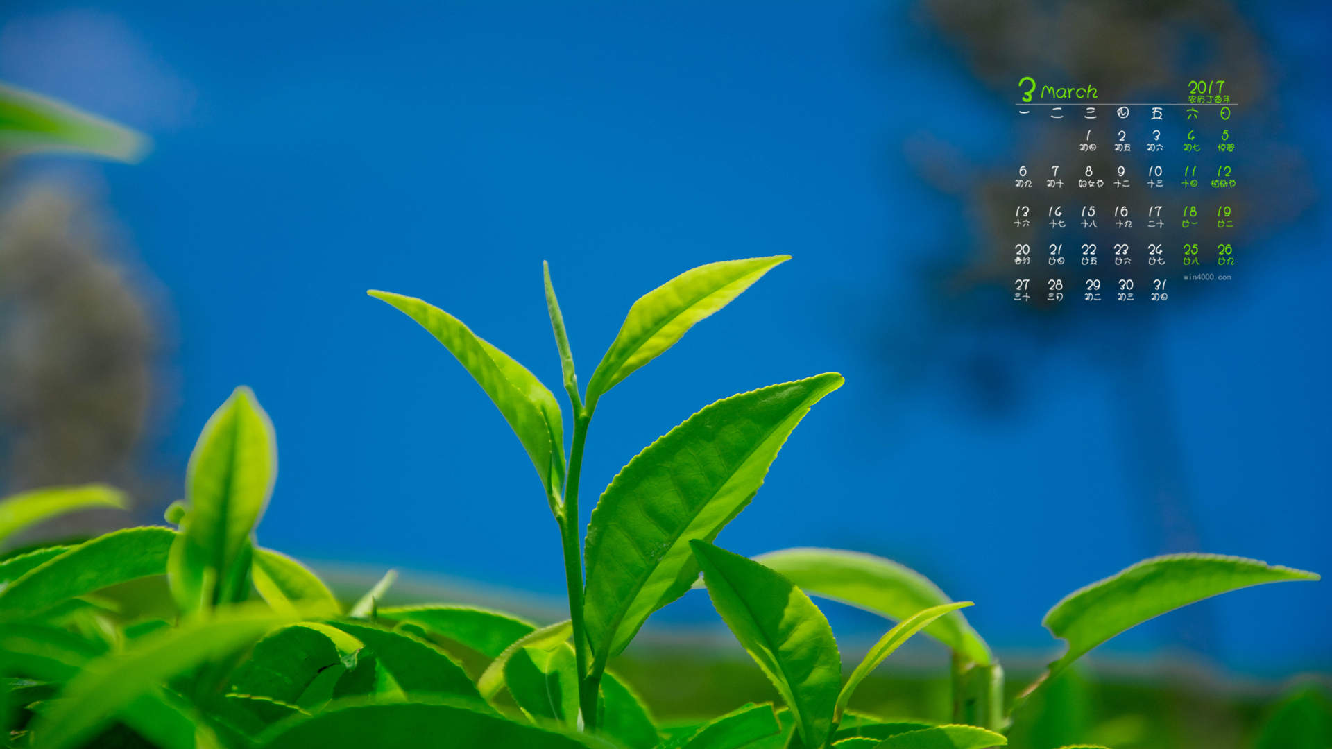 绿茶壁纸图片