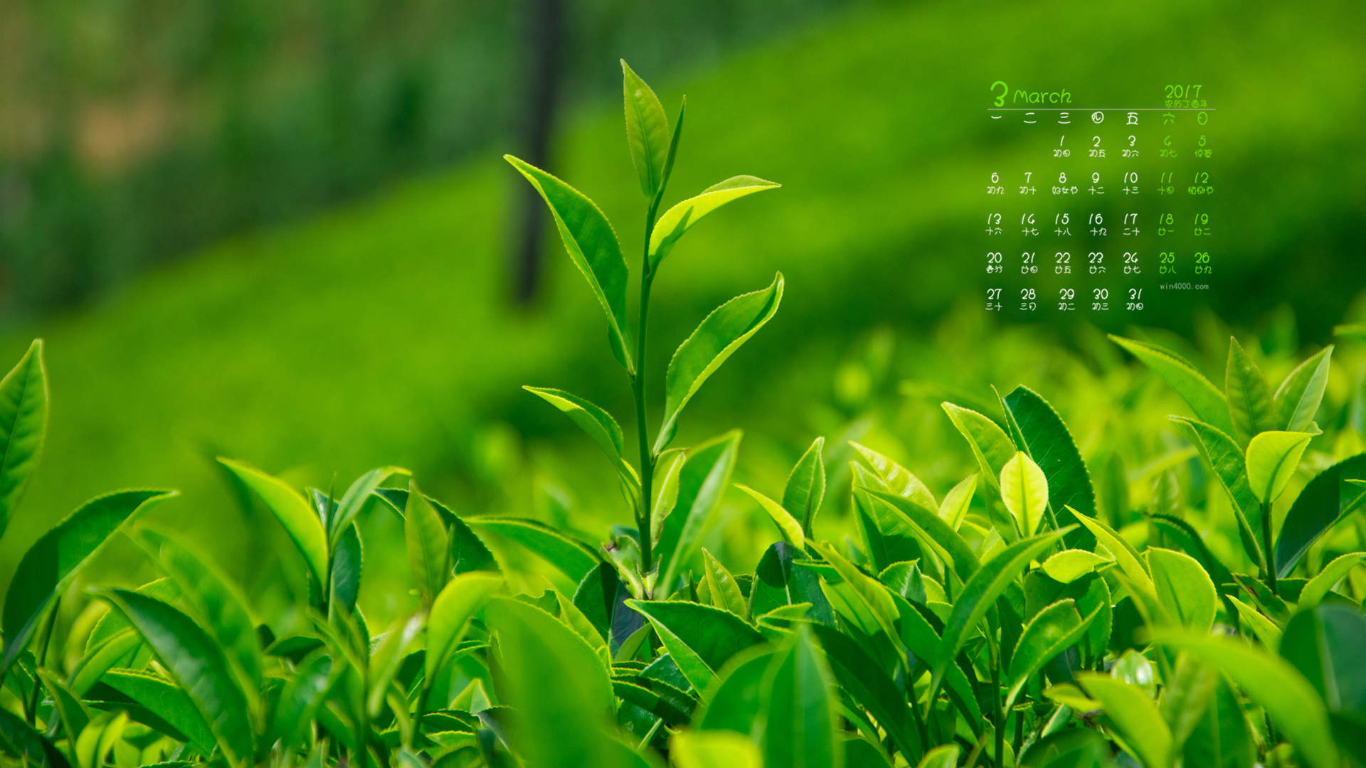 绿茶壁纸图片