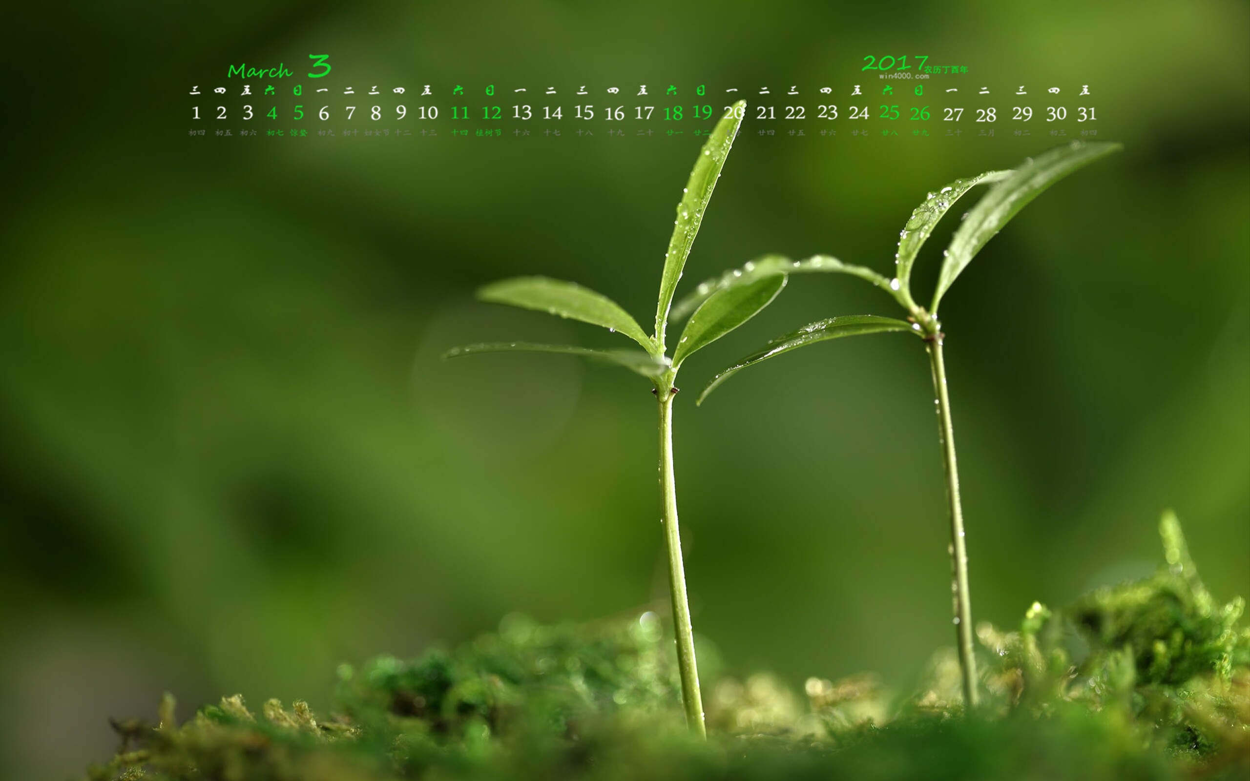 小清新植物嫩芽图片桌面壁纸图片
