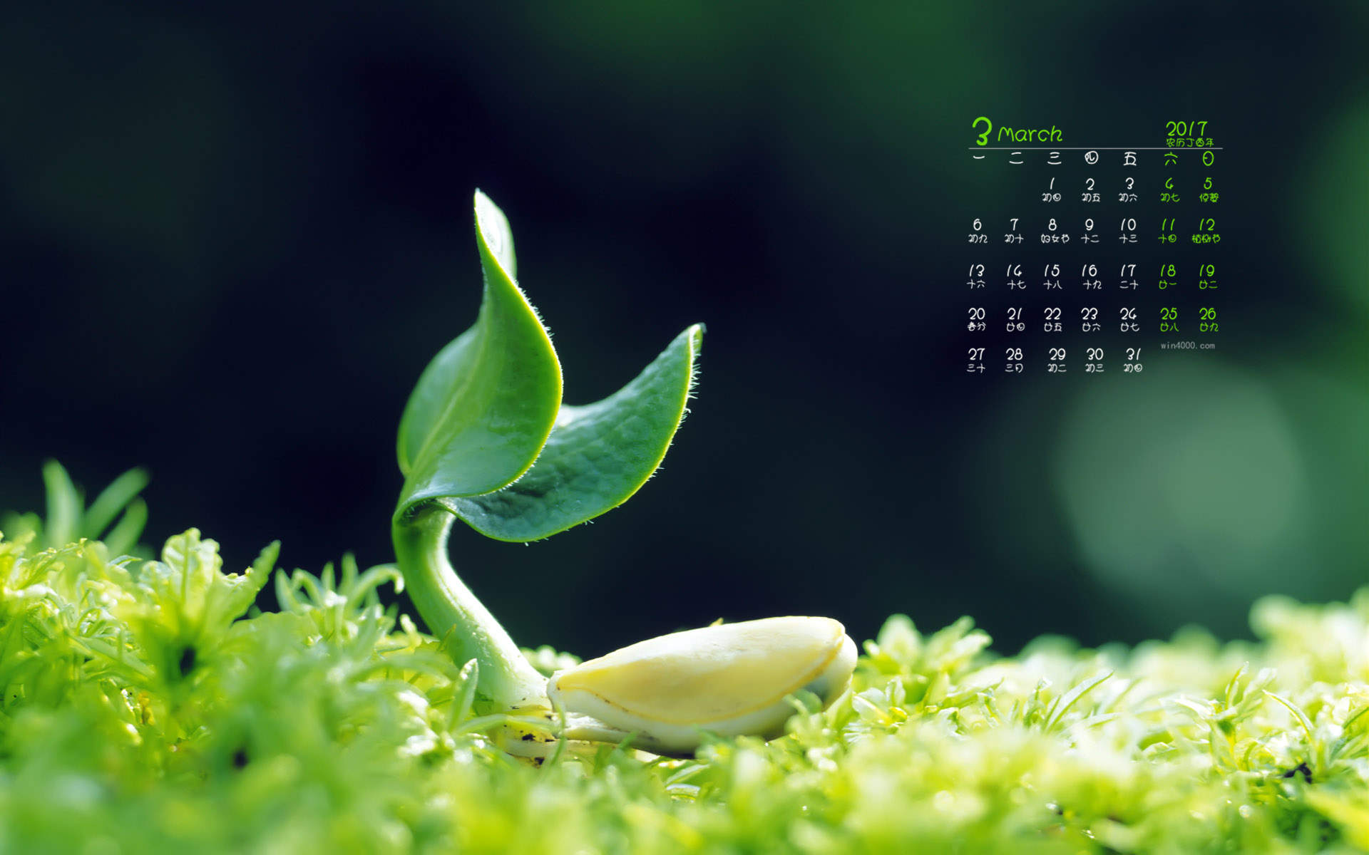 绿色养眼植物嫩芽高清桌面壁纸图片