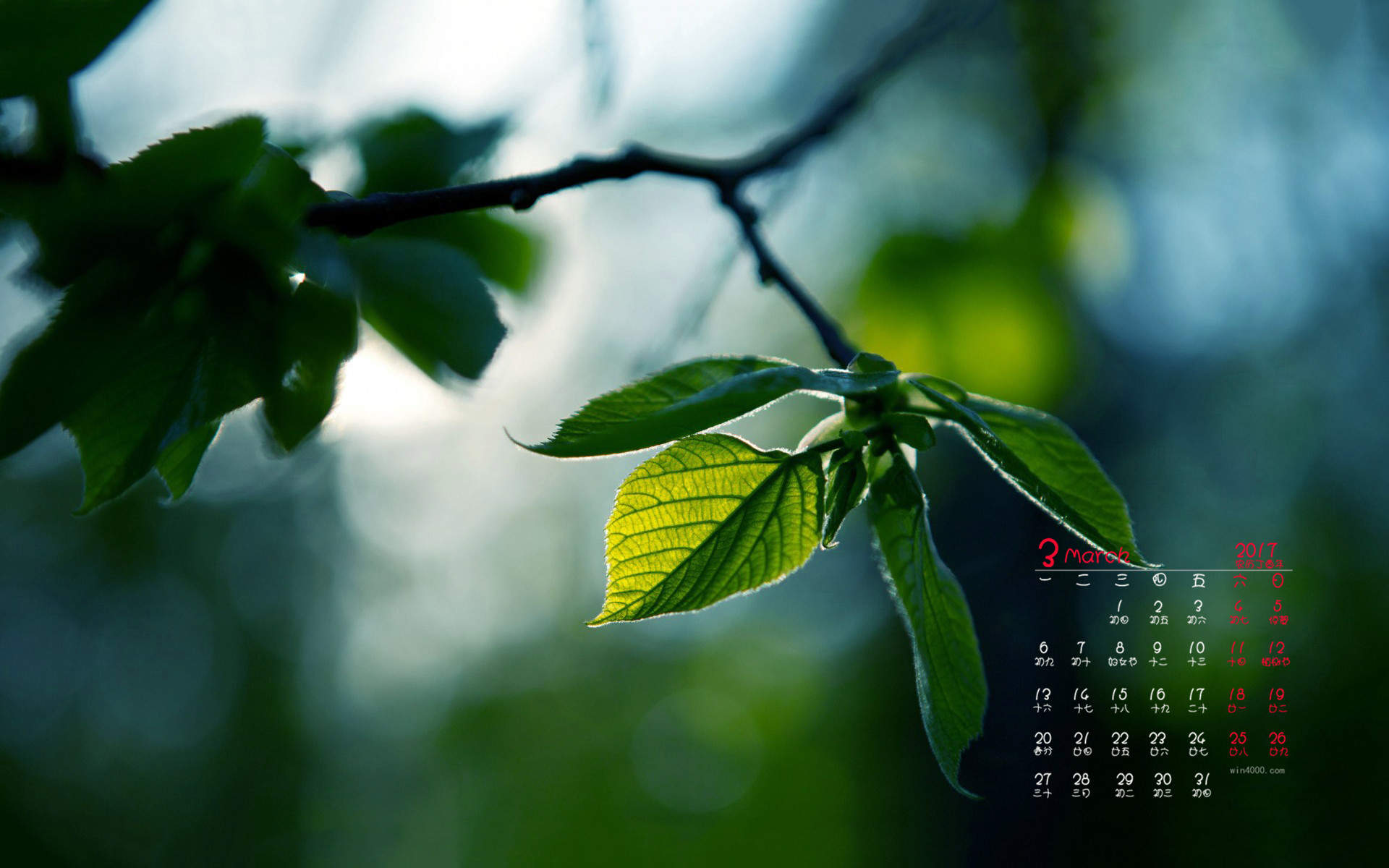2017年5月小清醒叶子桌面日历壁纸图片