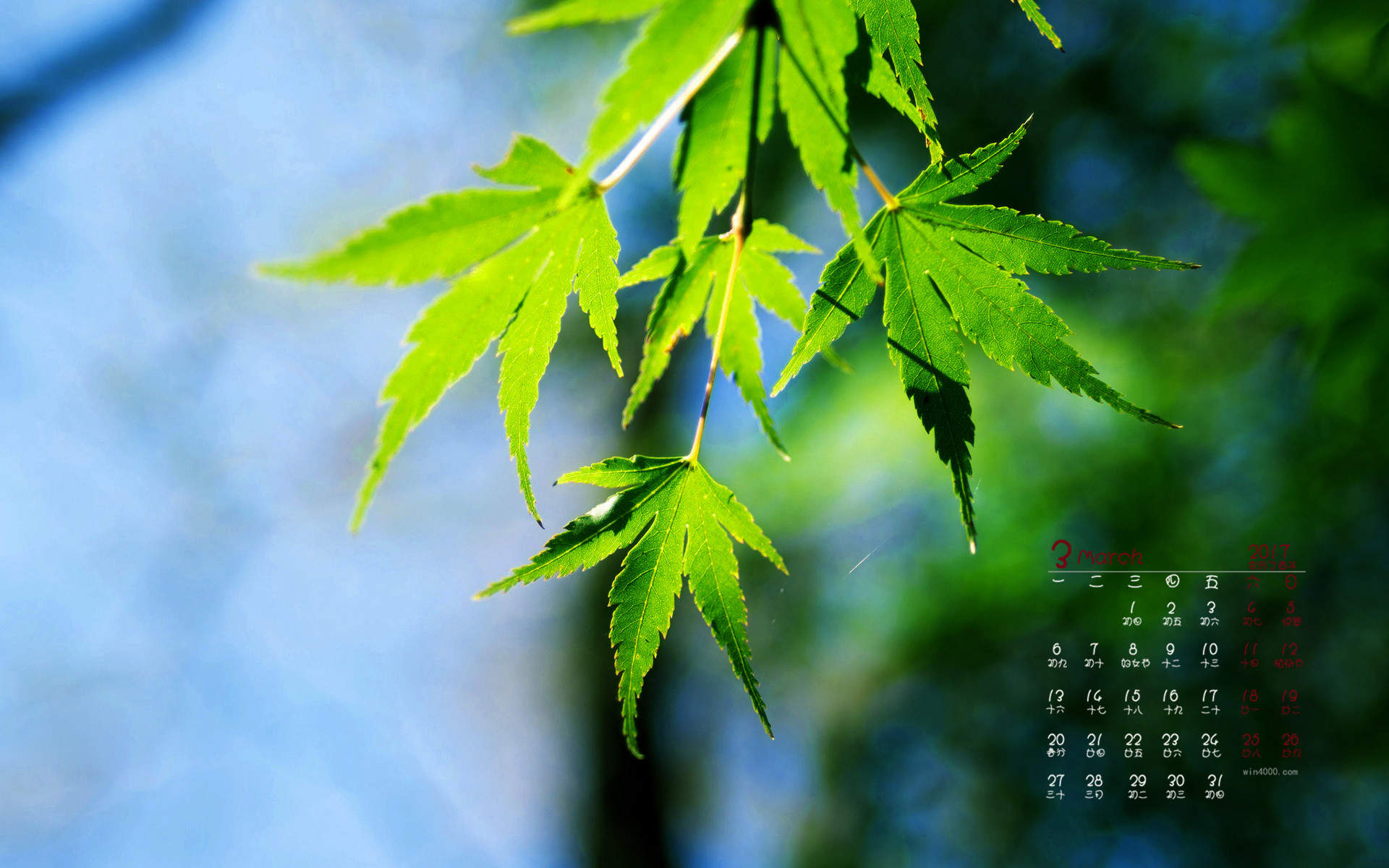 2017年5月小清醒叶子桌面日历壁纸图片