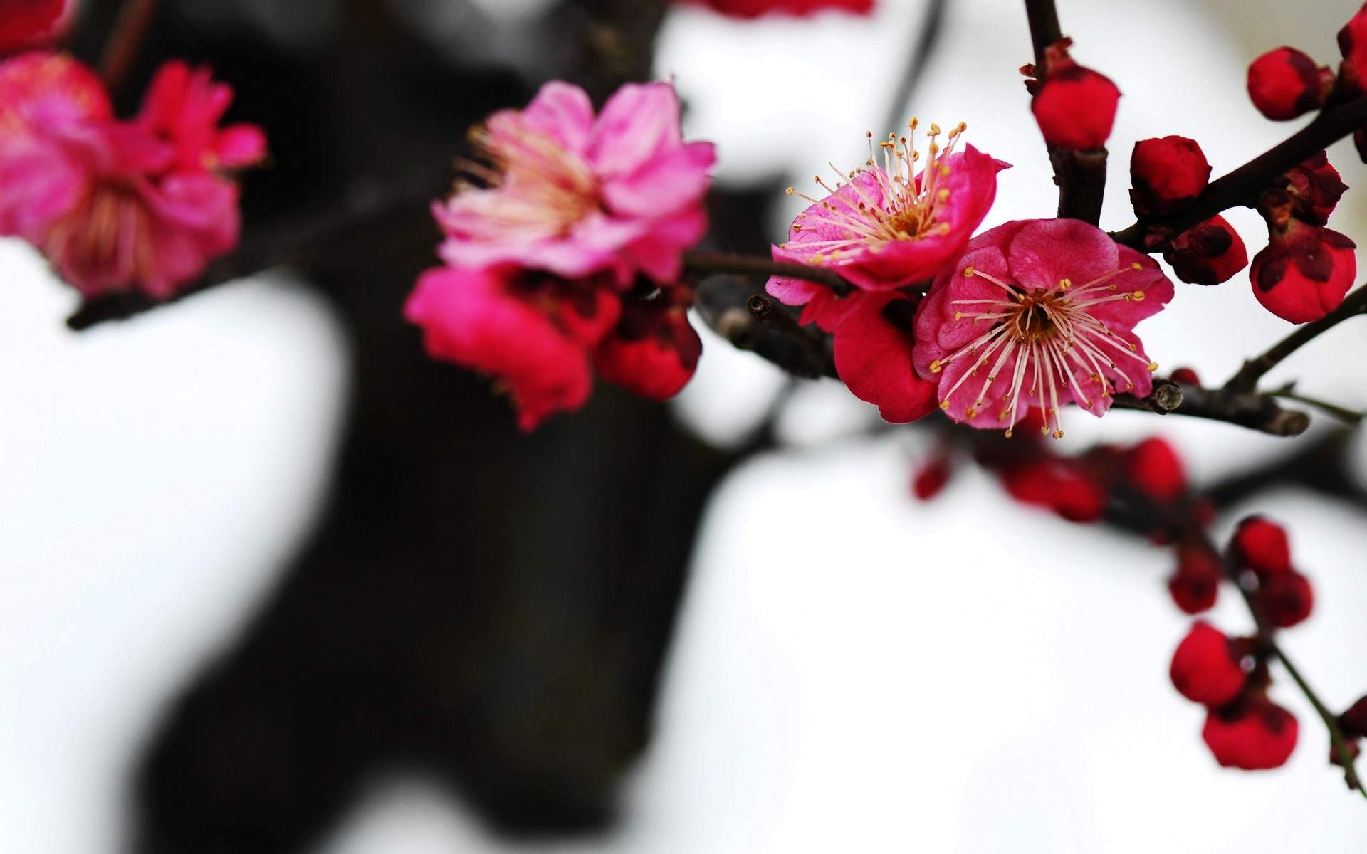 梅花图片