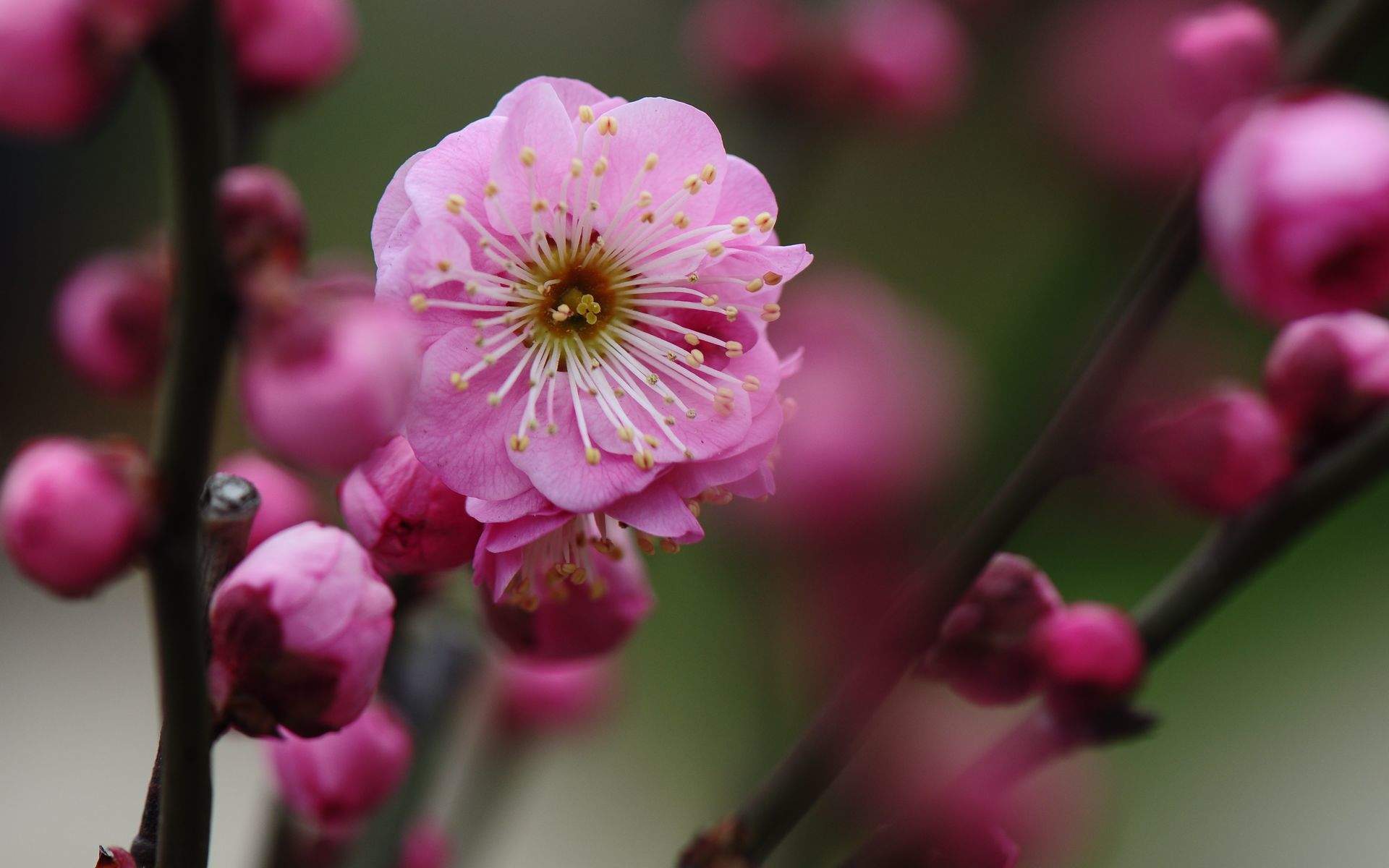 梅花图片