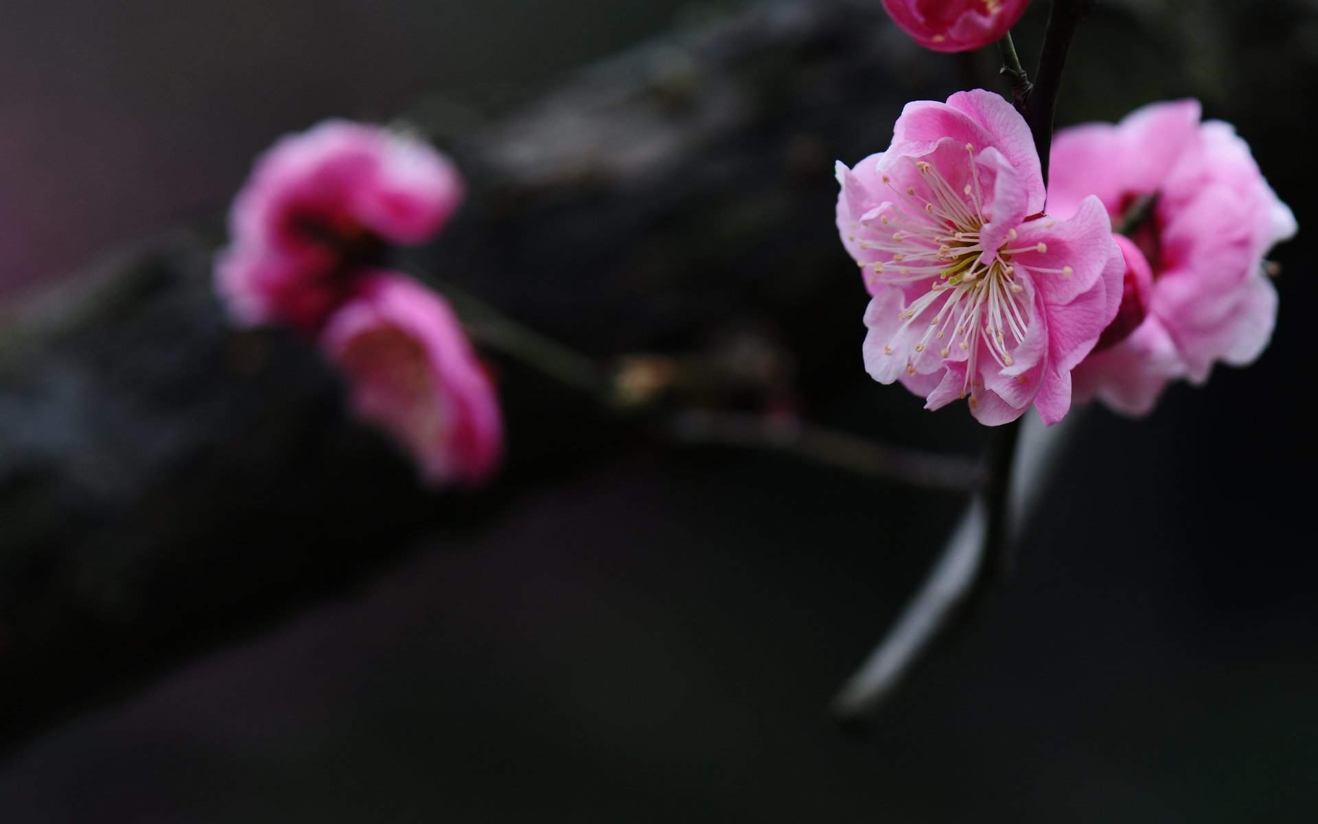 梅花图片