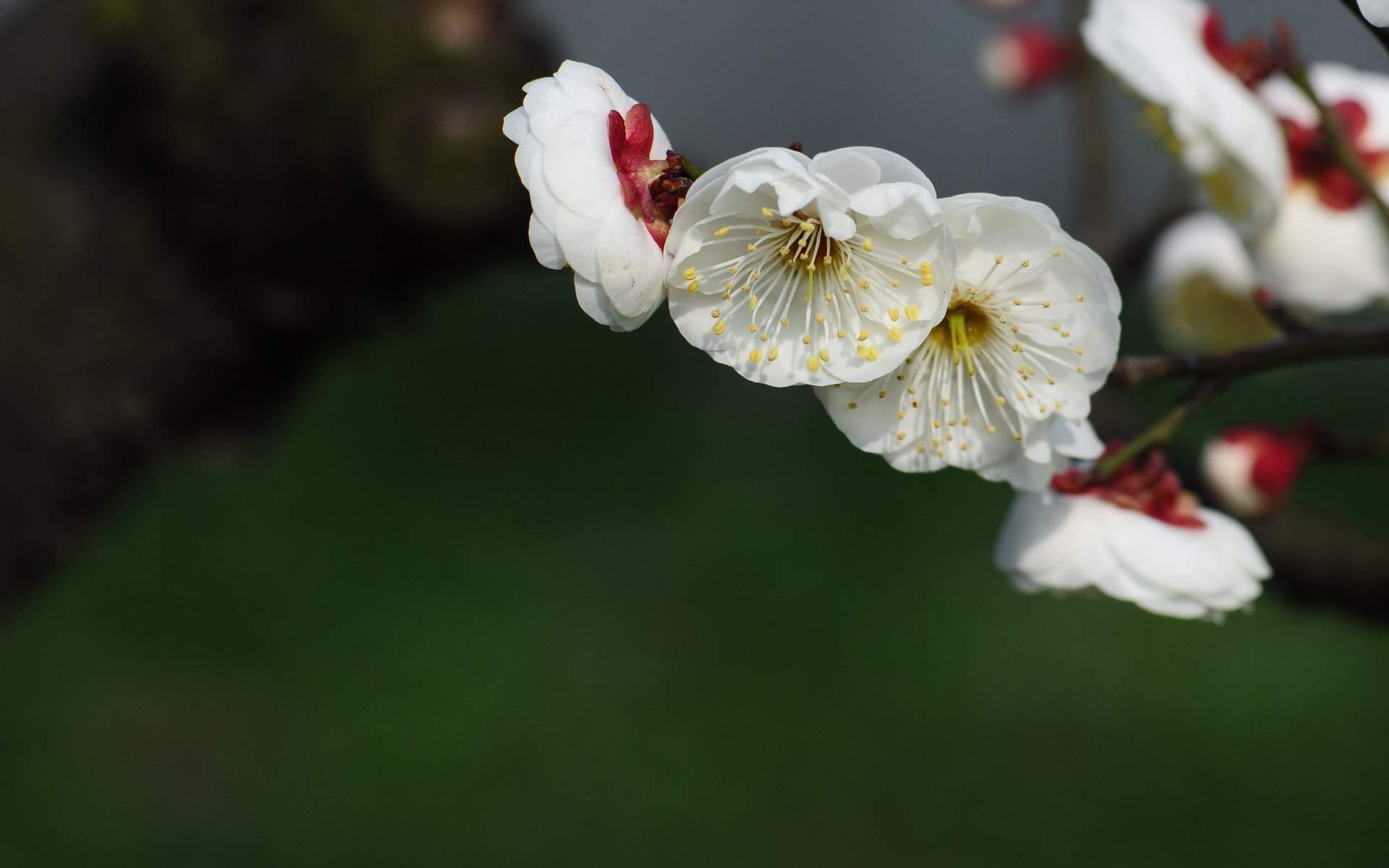 阳春三月绽放的梅花 高清梅花摄影图片欣赏图片