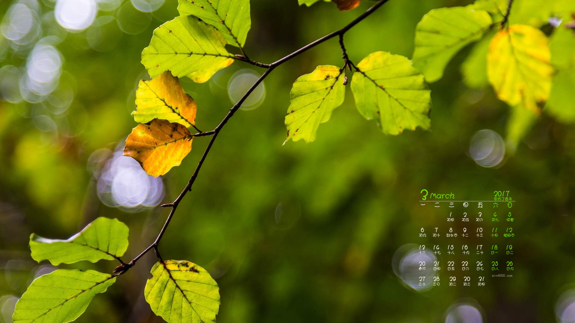 唯美护眼小清新树叶唯美绿色高清桌面壁纸图片
