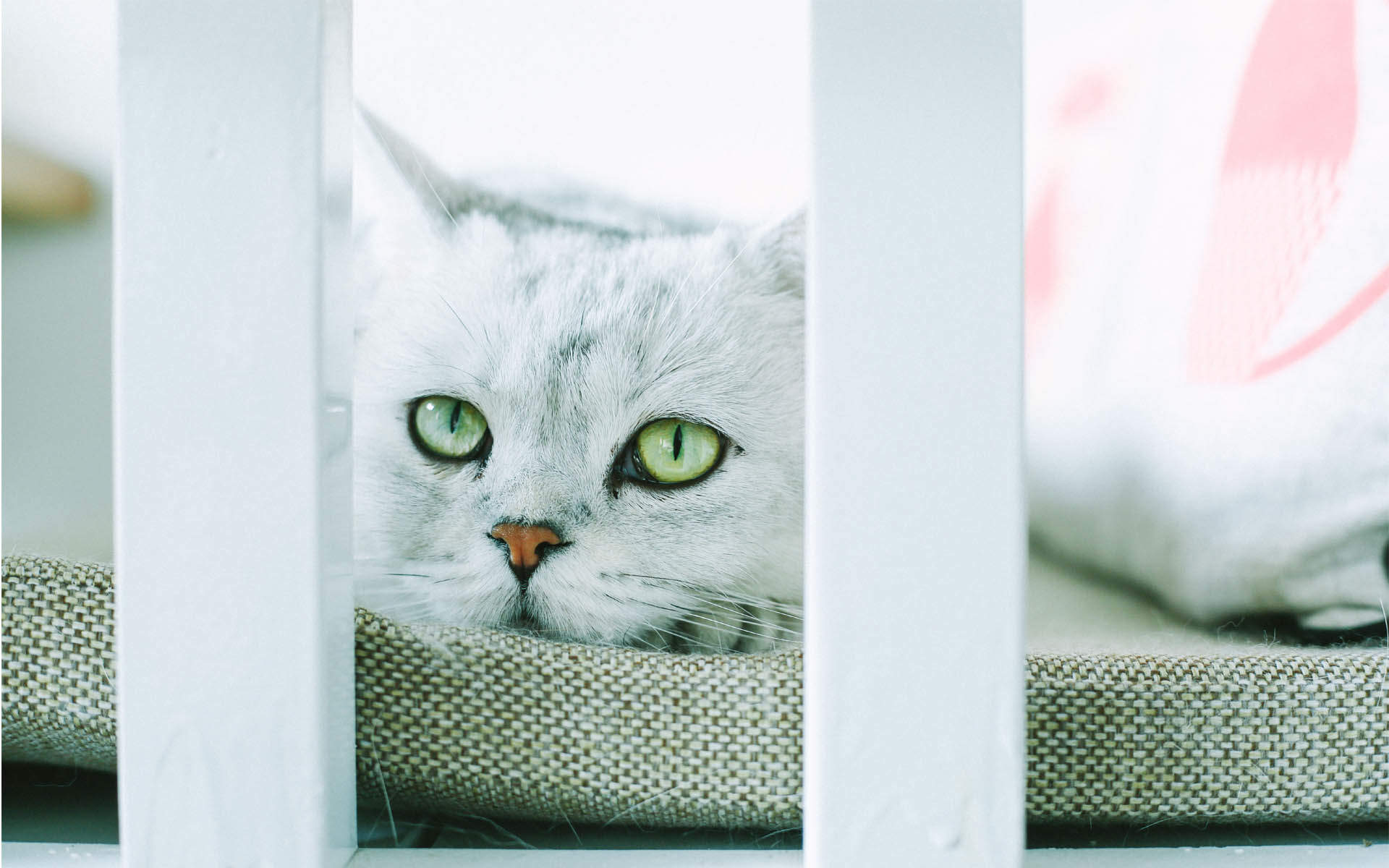 超可爱小猫图片高清手机壁纸图片