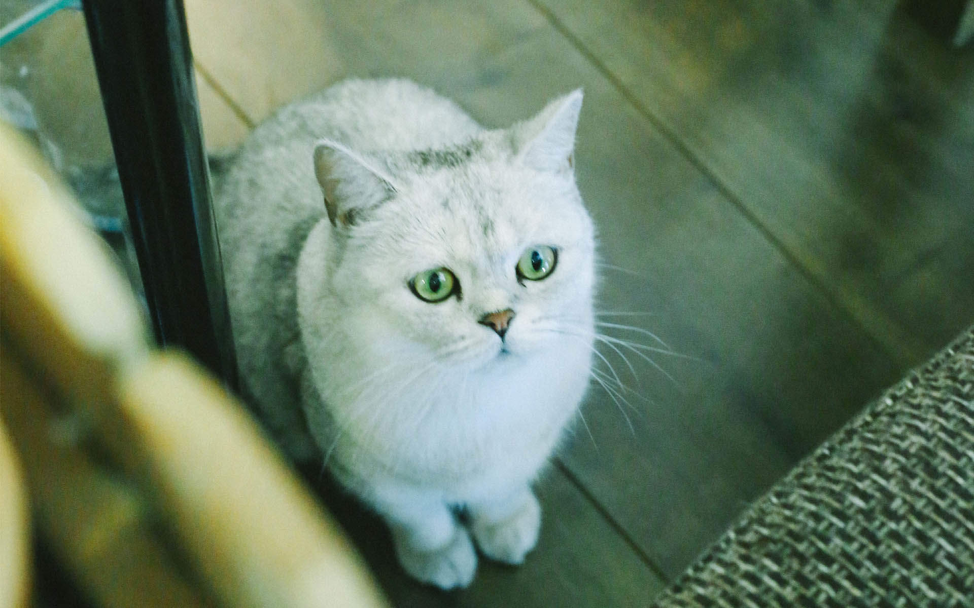 超可爱小猫图片高清手机壁纸图片