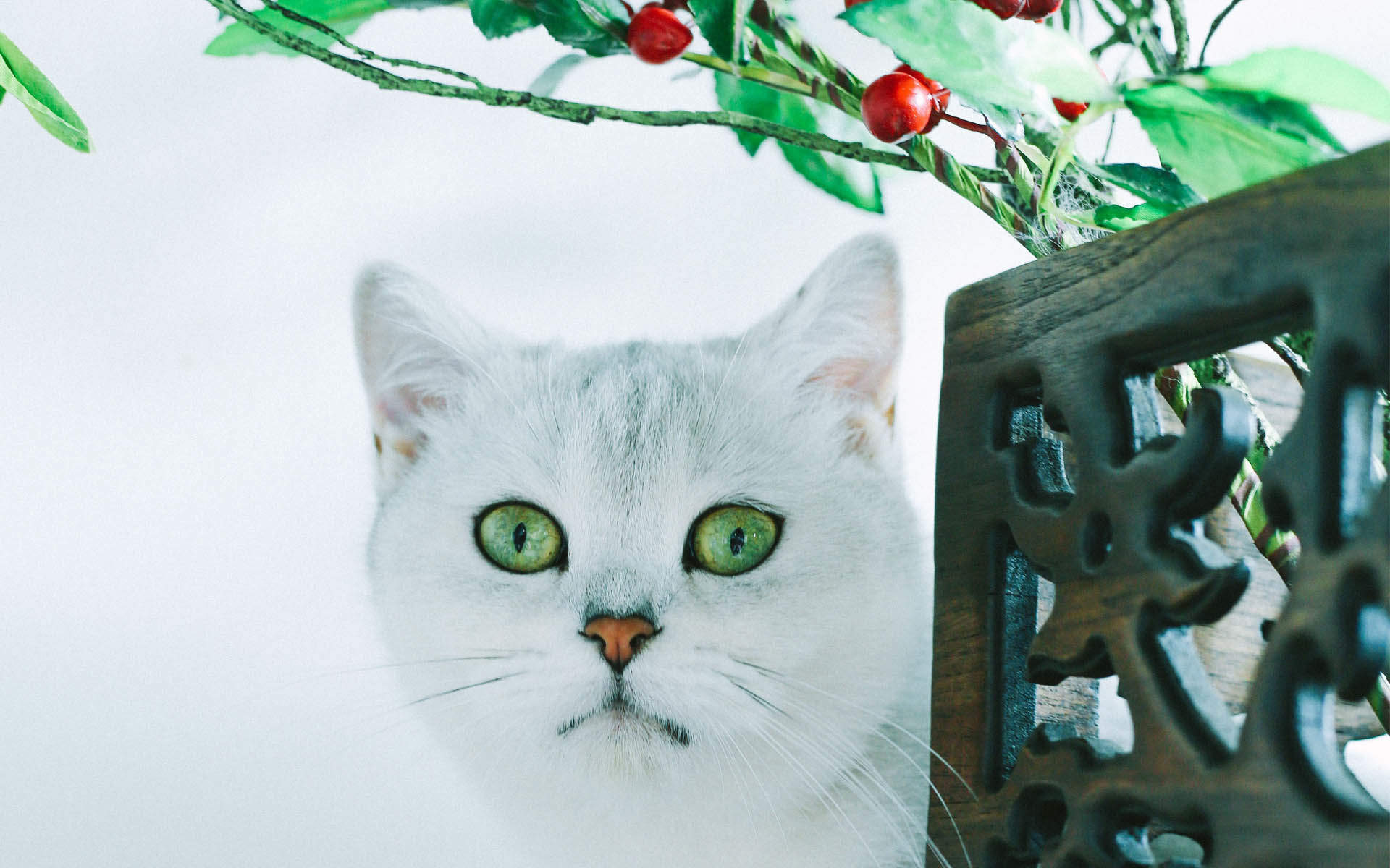 超可爱小猫图片高清手机壁纸图片