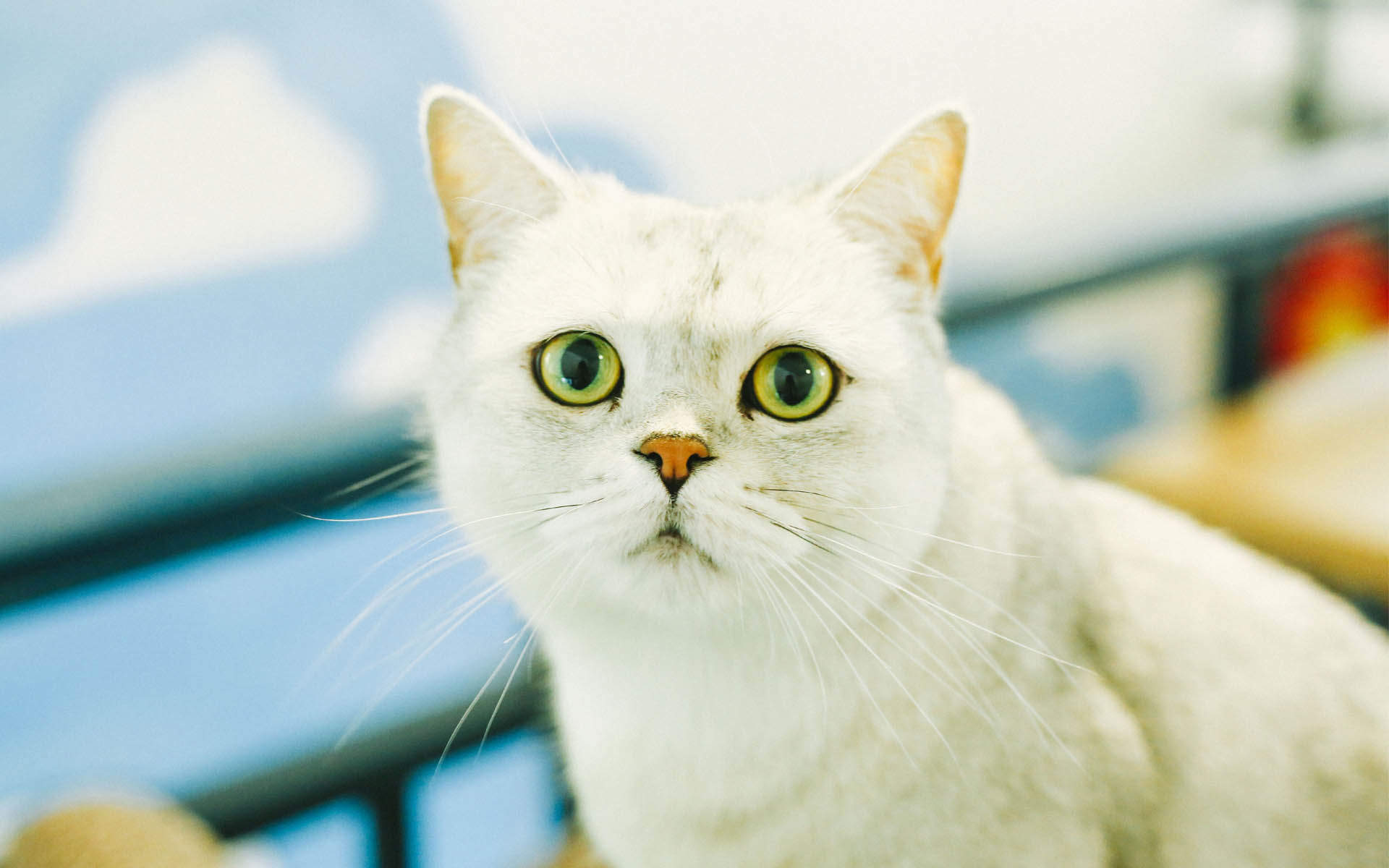 超可爱小猫图片高清手机壁纸图片