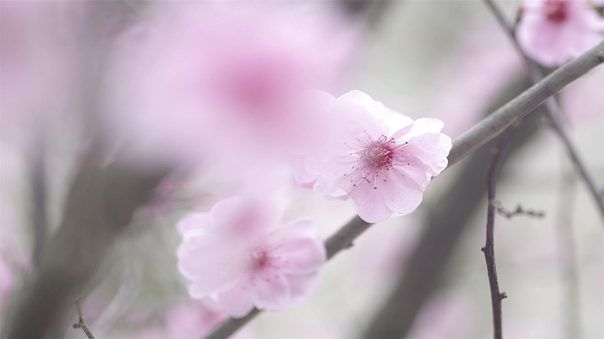 阳春三月绽放的梅花 高清梅花摄影图片欣赏图片