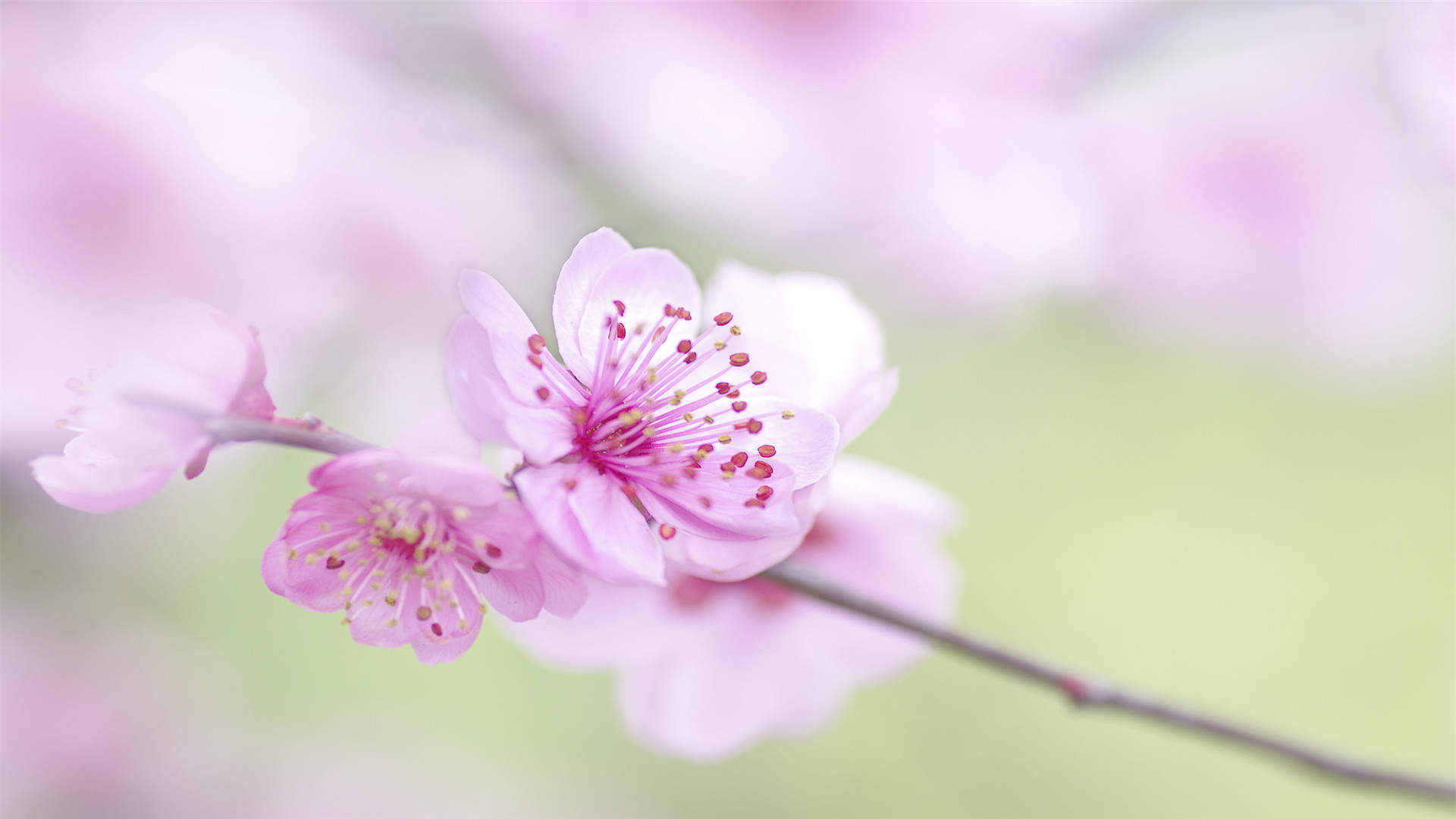 梅花图片