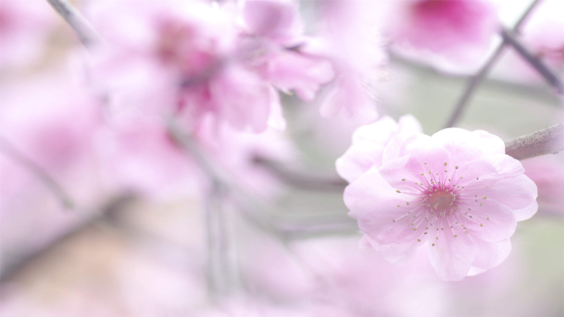 梅花图片