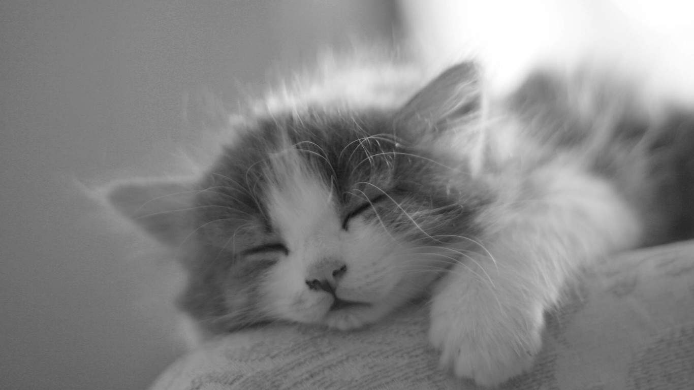 可爱动物猫咪高清桌面壁纸图片