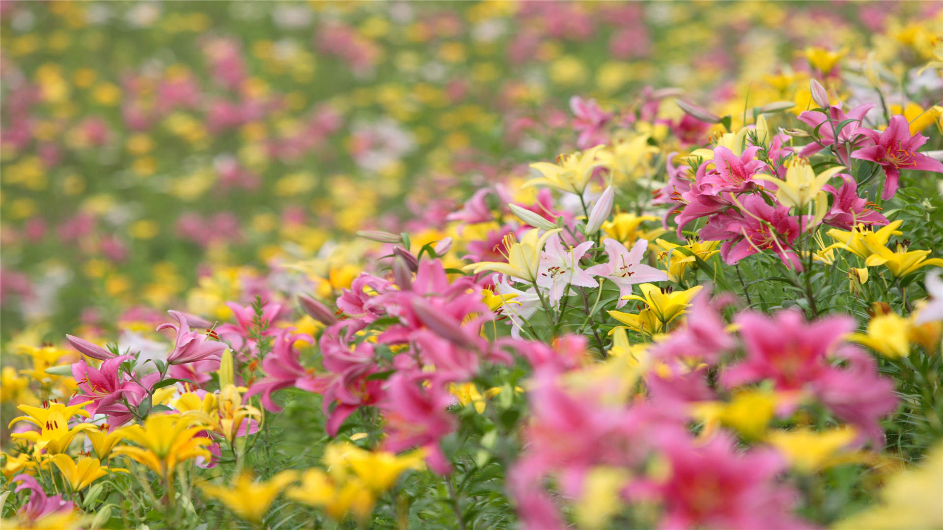 高雅纯洁的百合花植物高清桌面壁纸下载图片