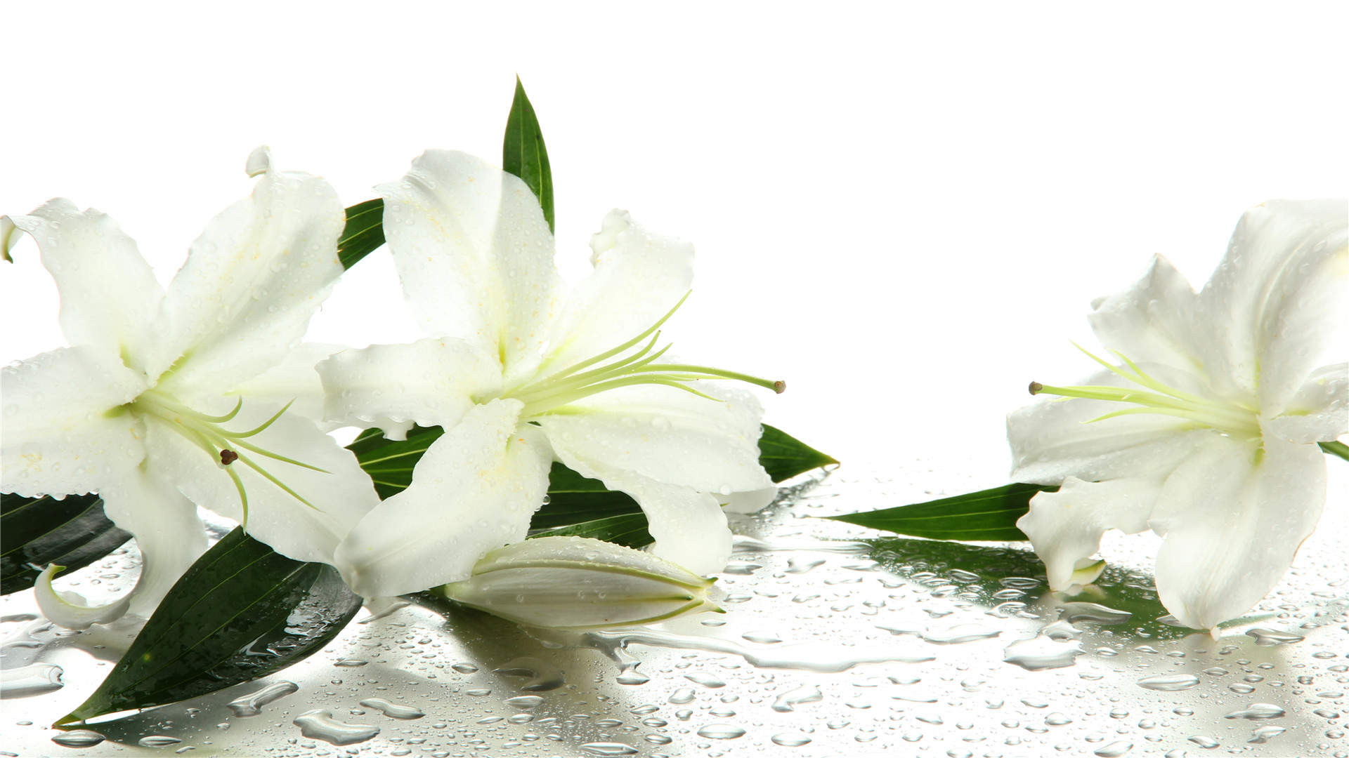 百合花图片