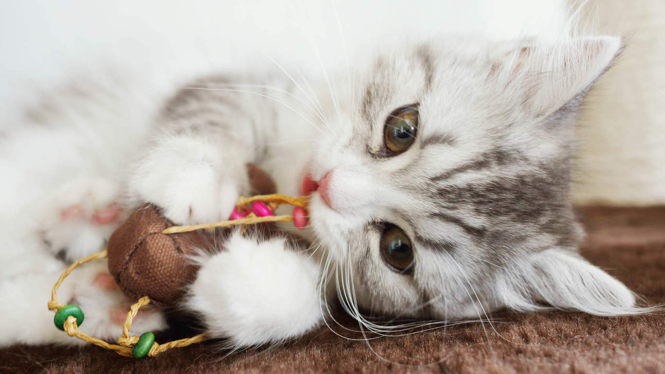 可爱动物猫咪高清桌面壁纸图片