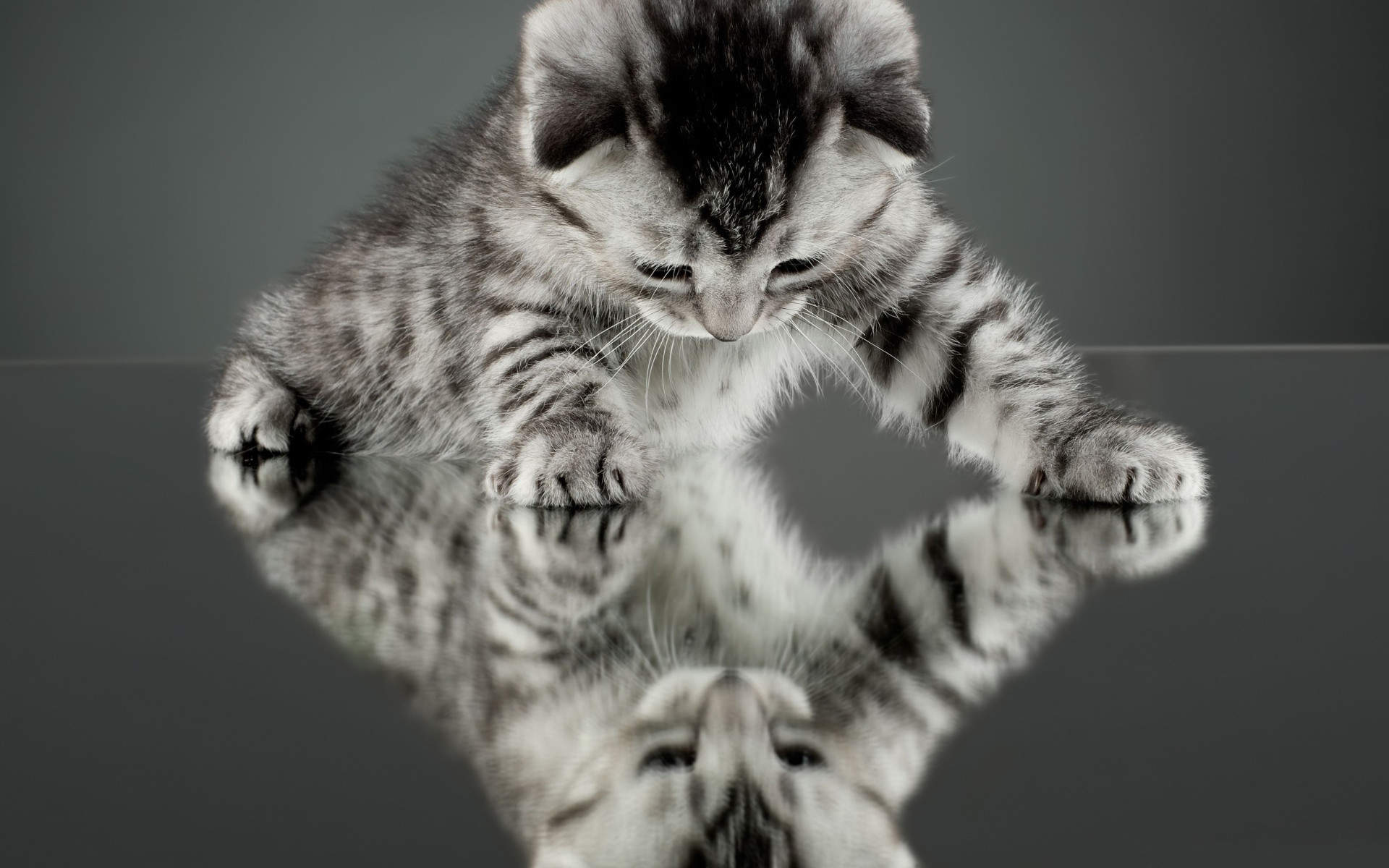 可爱动物猫咪呆萌高清桌面壁纸图片