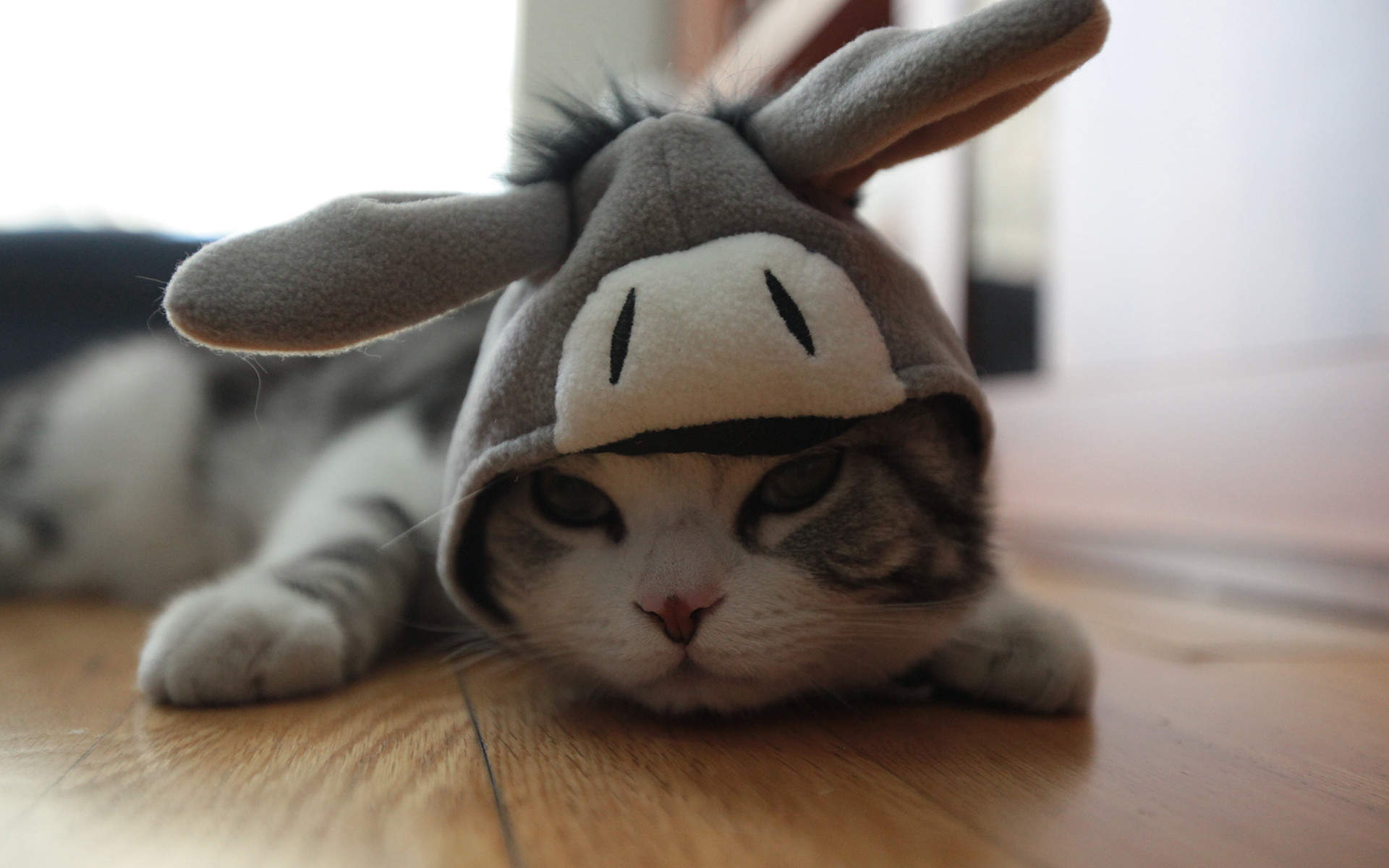 可爱动物猫咪高清桌面壁纸图片