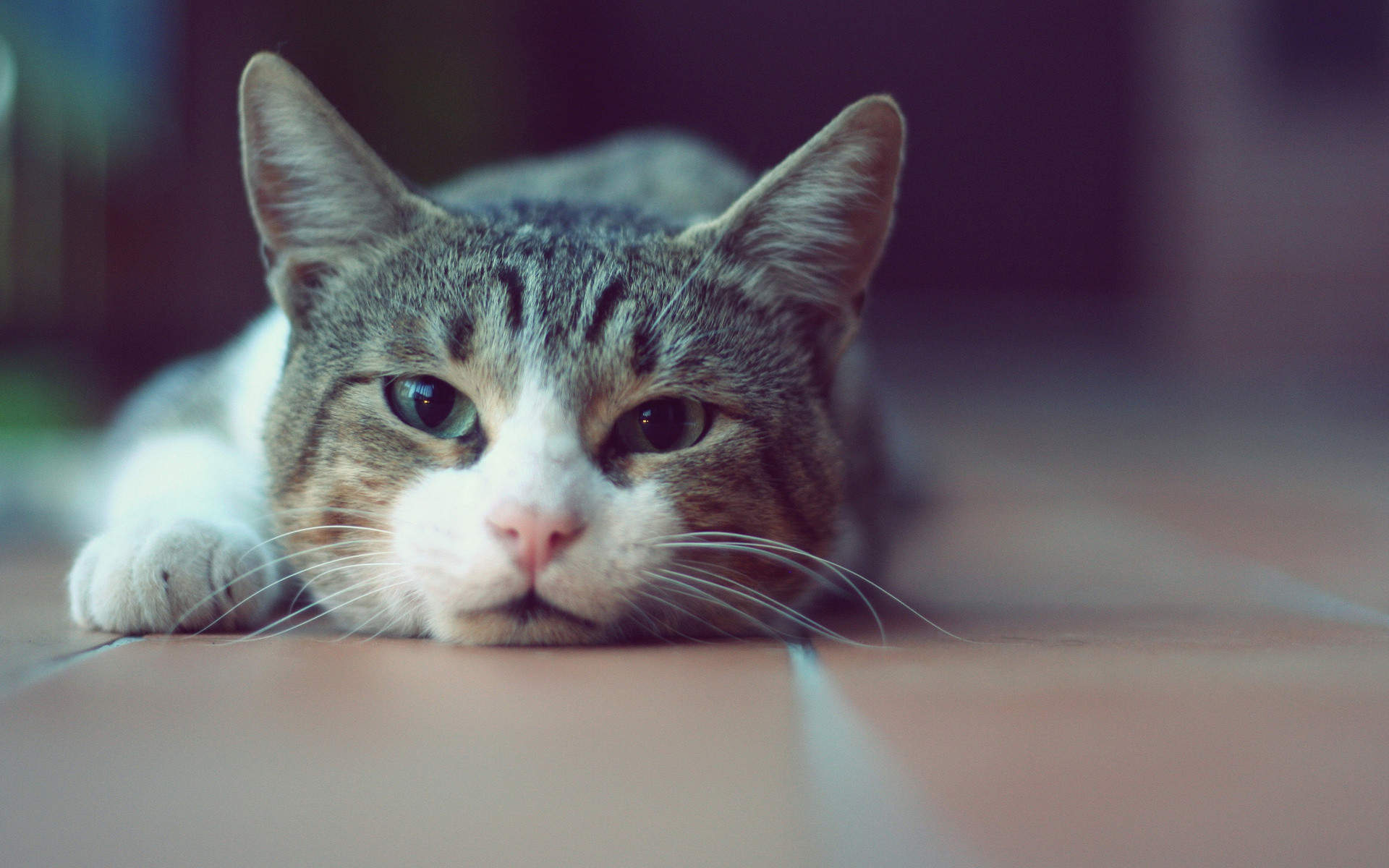 可爱动物猫咪高清桌面壁纸图片