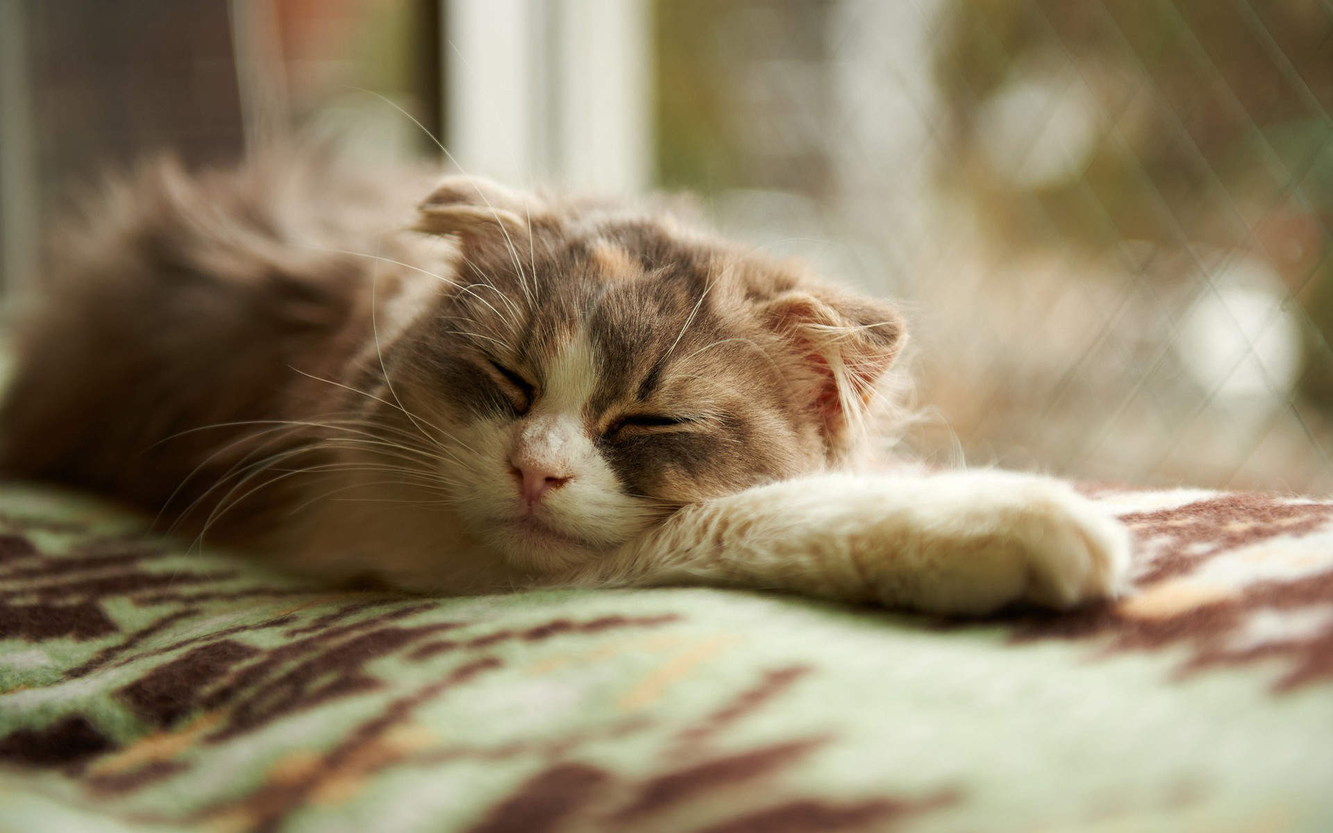 可爱动物猫咪高清桌面壁纸图片