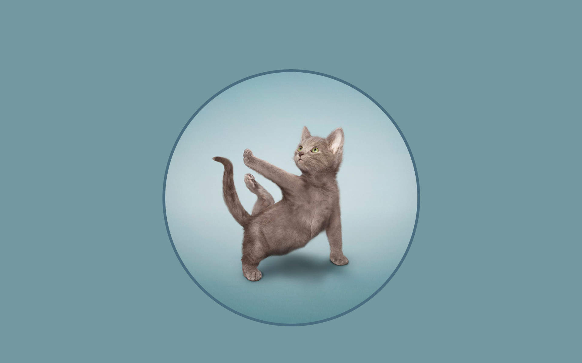 可爱动物猫咪高清桌面壁纸图片