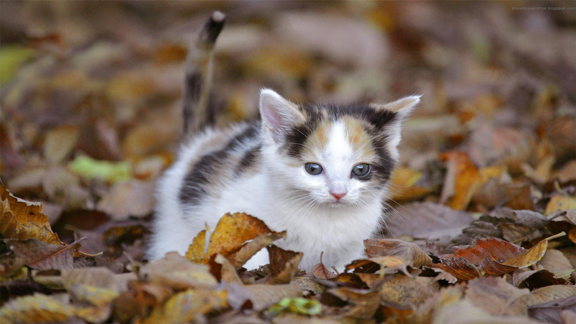 小猫图片