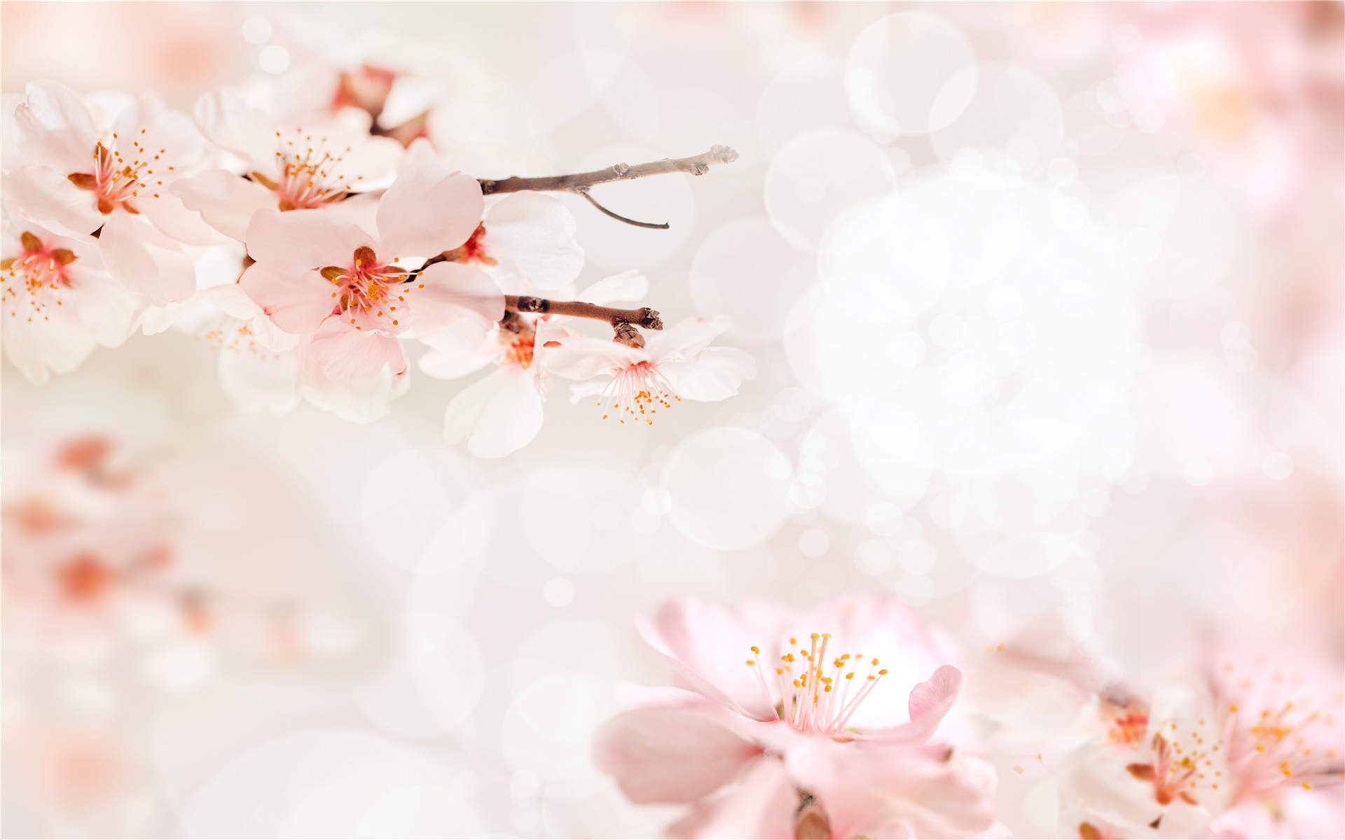 2017年6月唯美好看的樱花高清电脑桌面日历壁纸图片