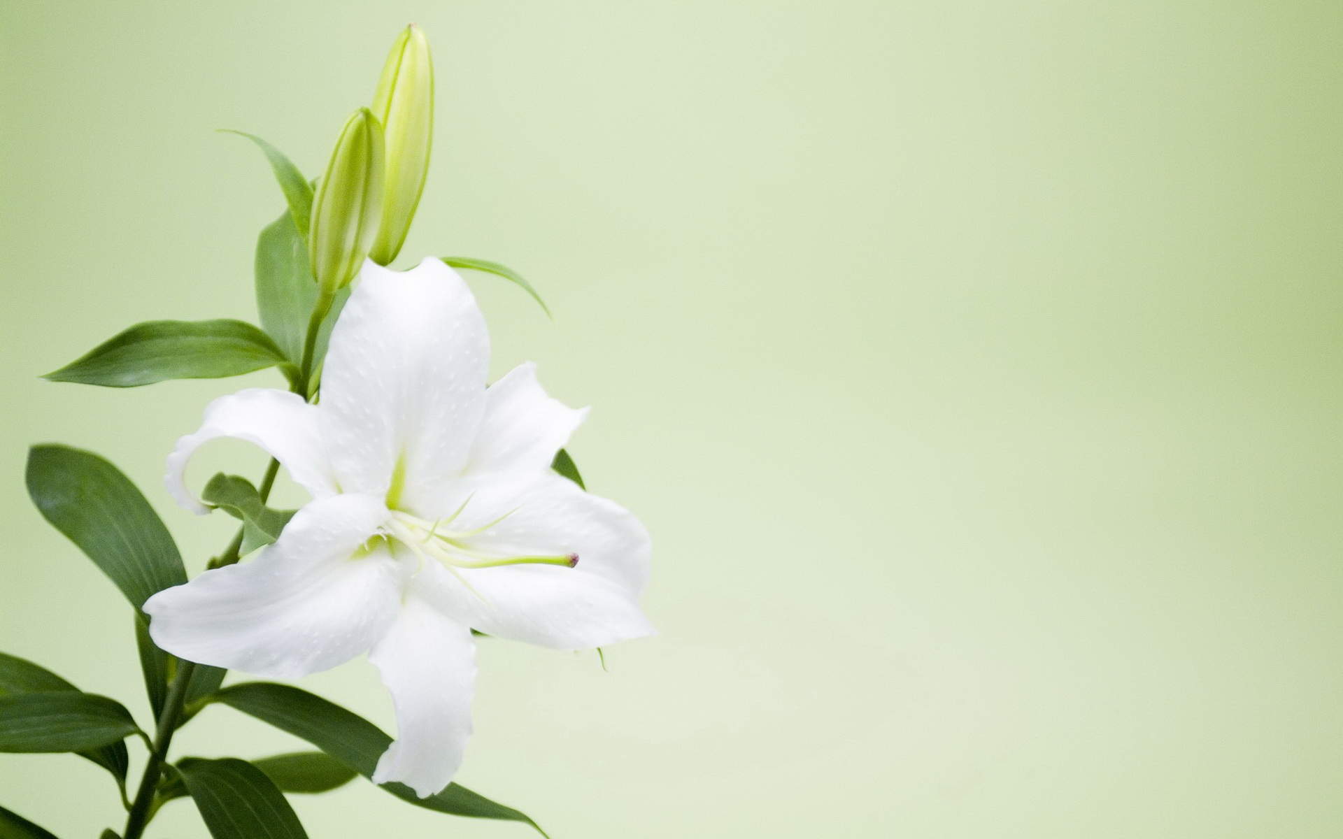 百合花图片