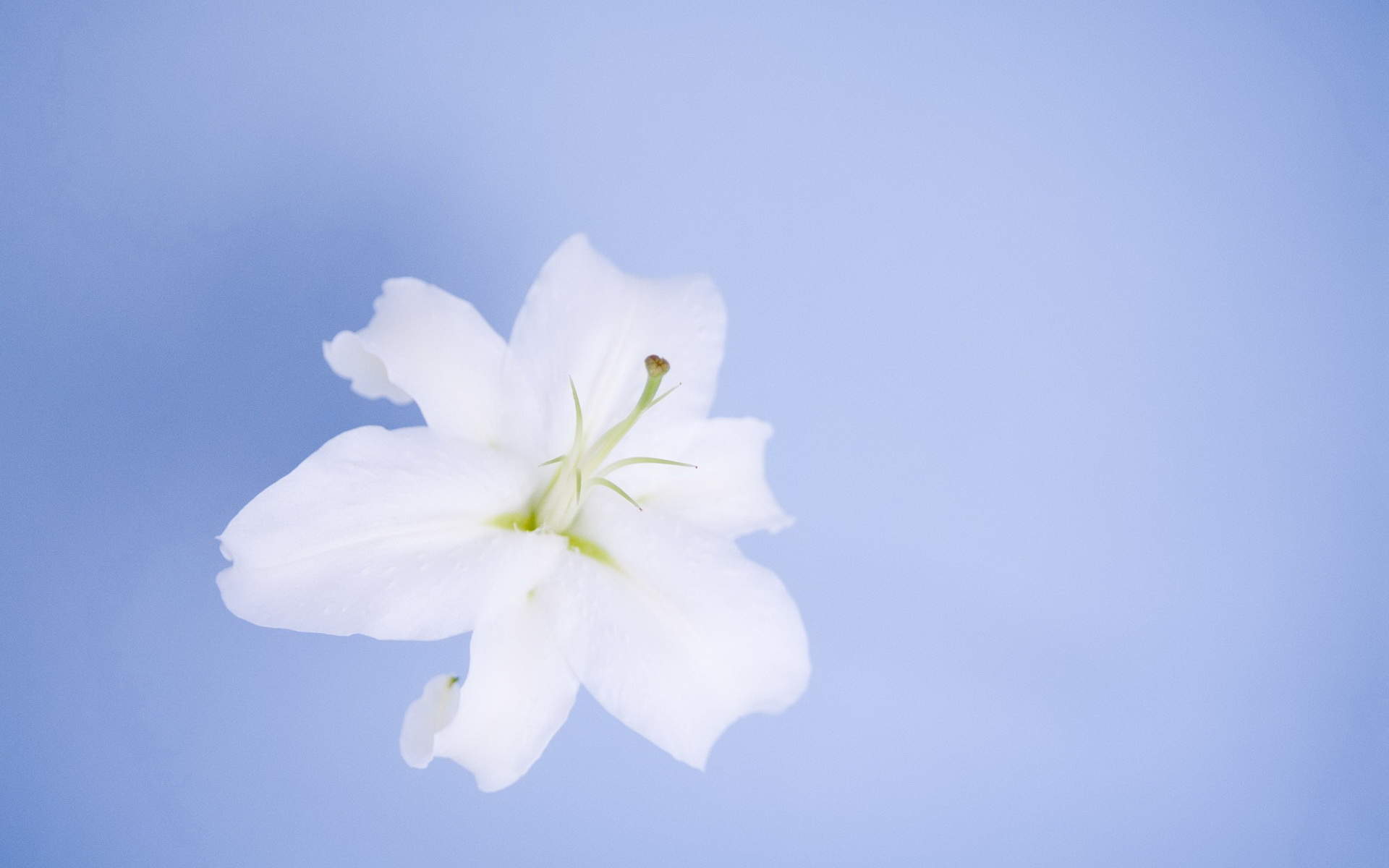 淡雅的百合花图片高清宽屏桌面壁纸图片