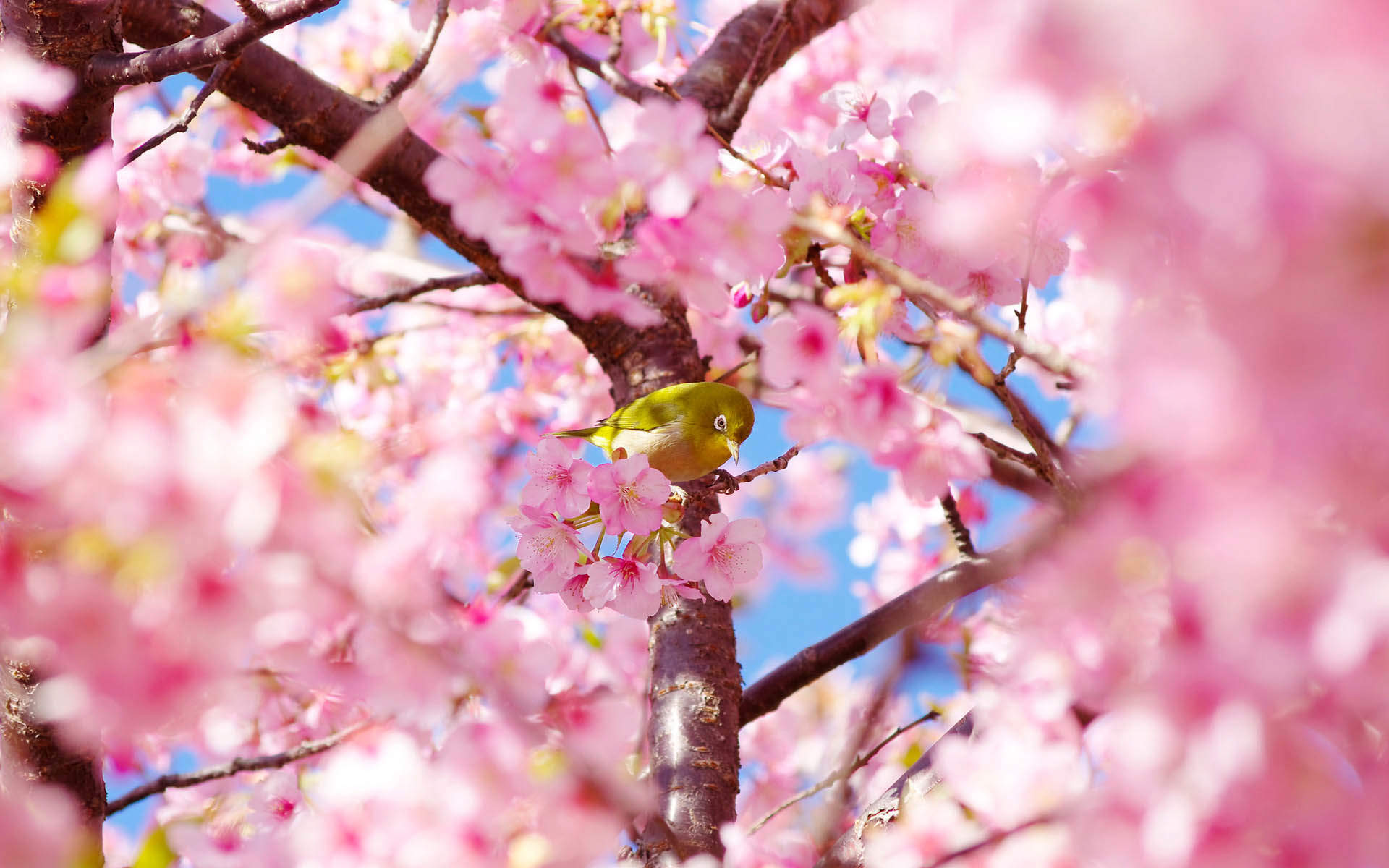 2018年4月唯美樱花摄影图片日历壁纸图片