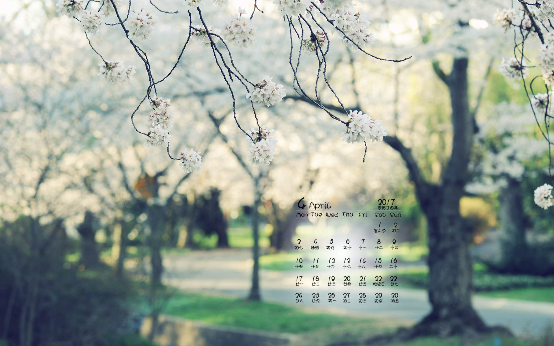 2019年4月春日唯美樱花高清日历壁纸图片