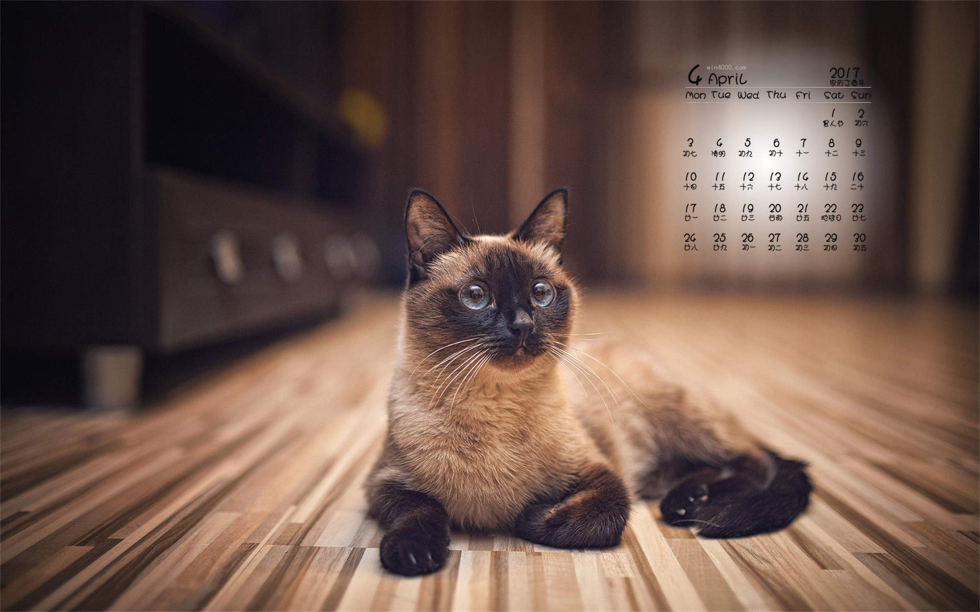 90后性感小猫咪写真图片