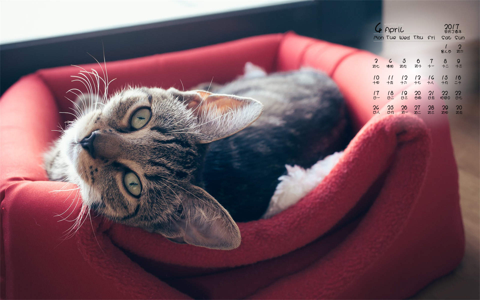 90后性感小猫咪写真图片