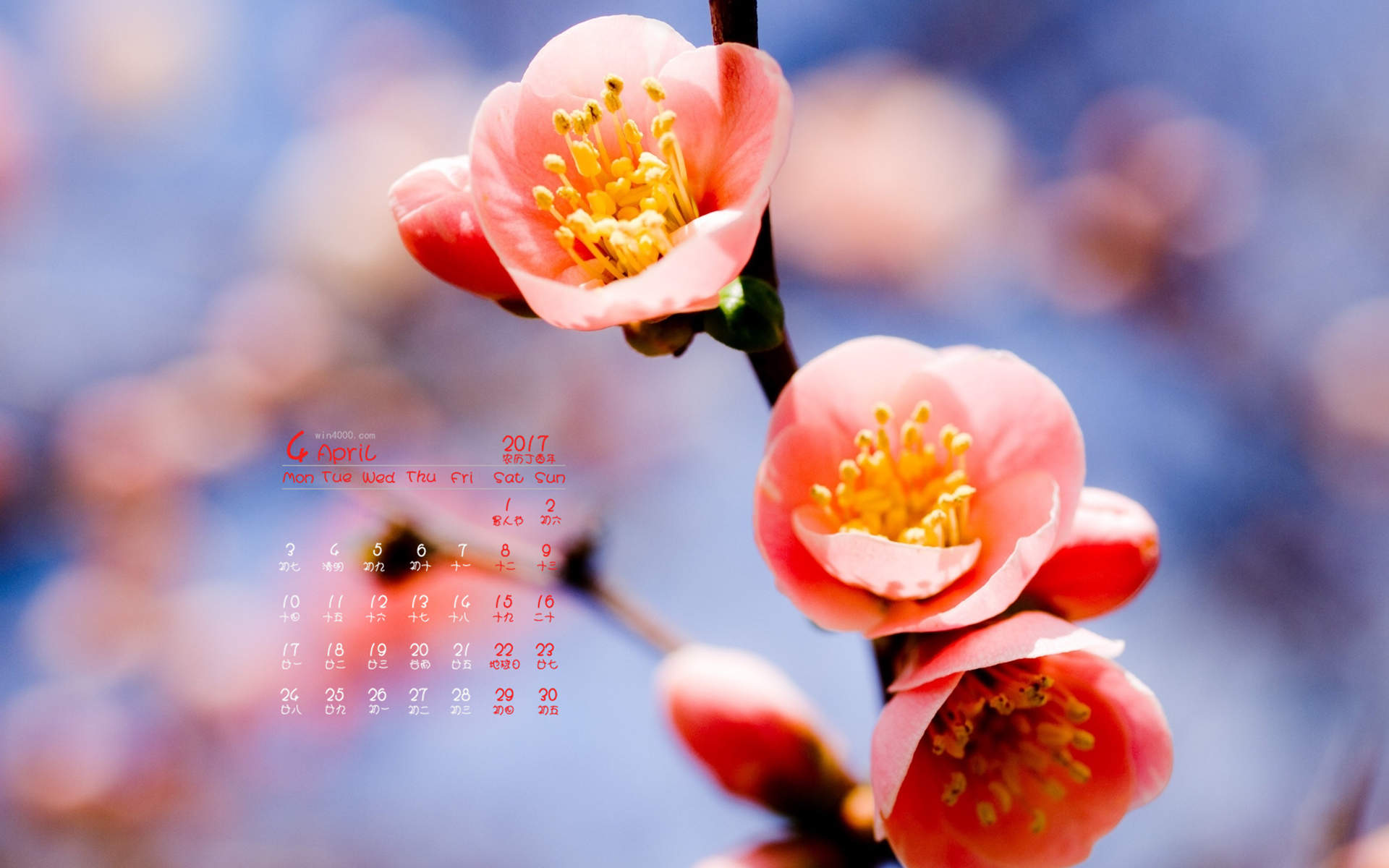 阳春三月绽放的梅花 高清梅花摄影图片欣赏图片