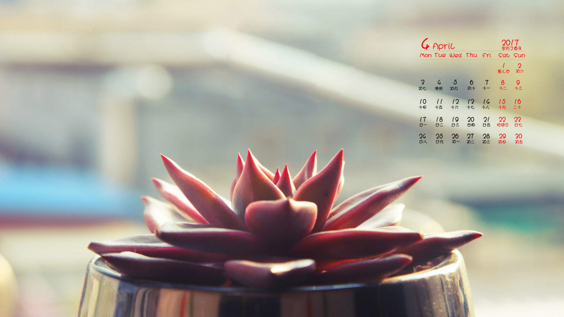 多肉植物图片