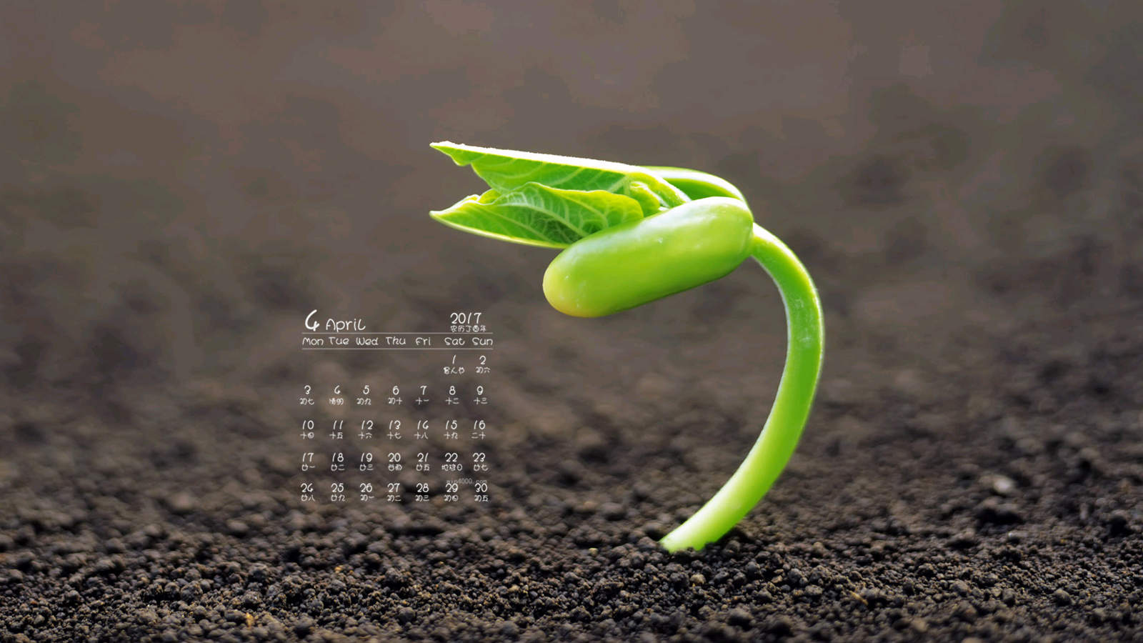 小清新植物嫩芽图片桌面壁纸图片