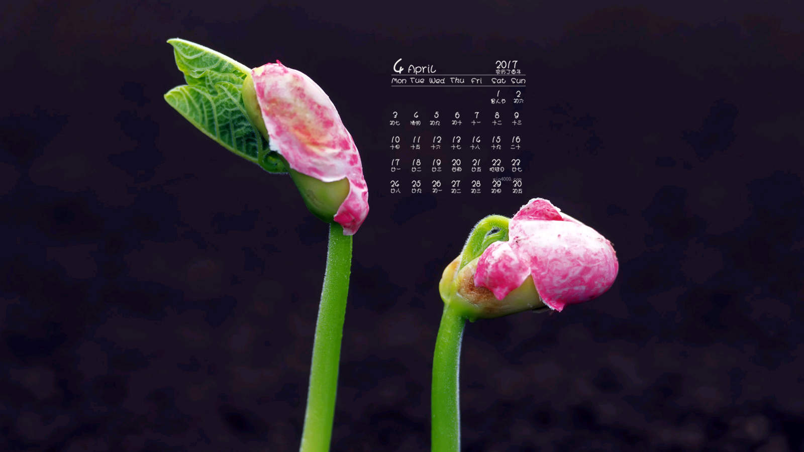 小清新植物嫩芽图片桌面壁纸图片
