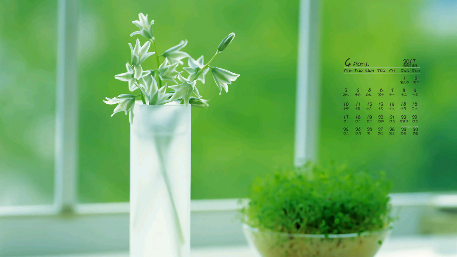 小清新植物嫩芽图片桌面壁纸图片
