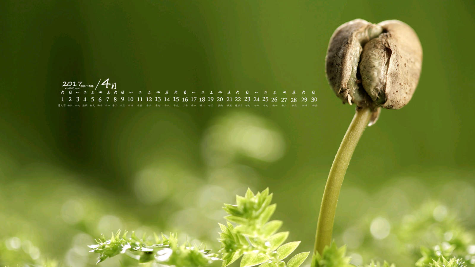 小清新植物嫩芽图片桌面壁纸图片