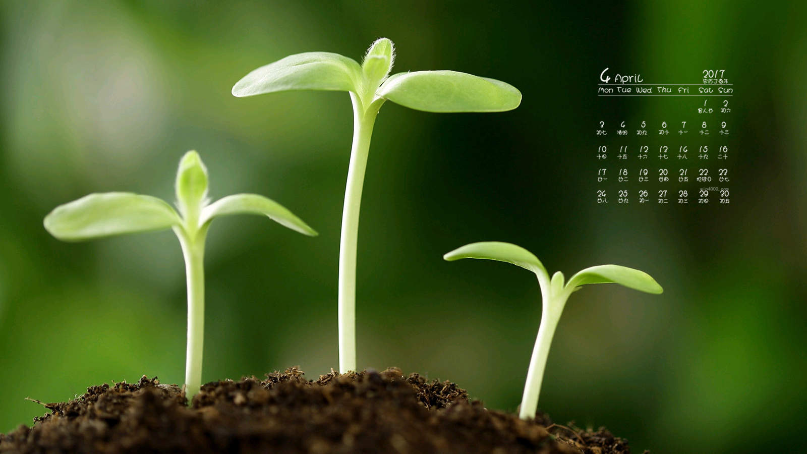 小清新植物嫩芽图片桌面壁纸图片