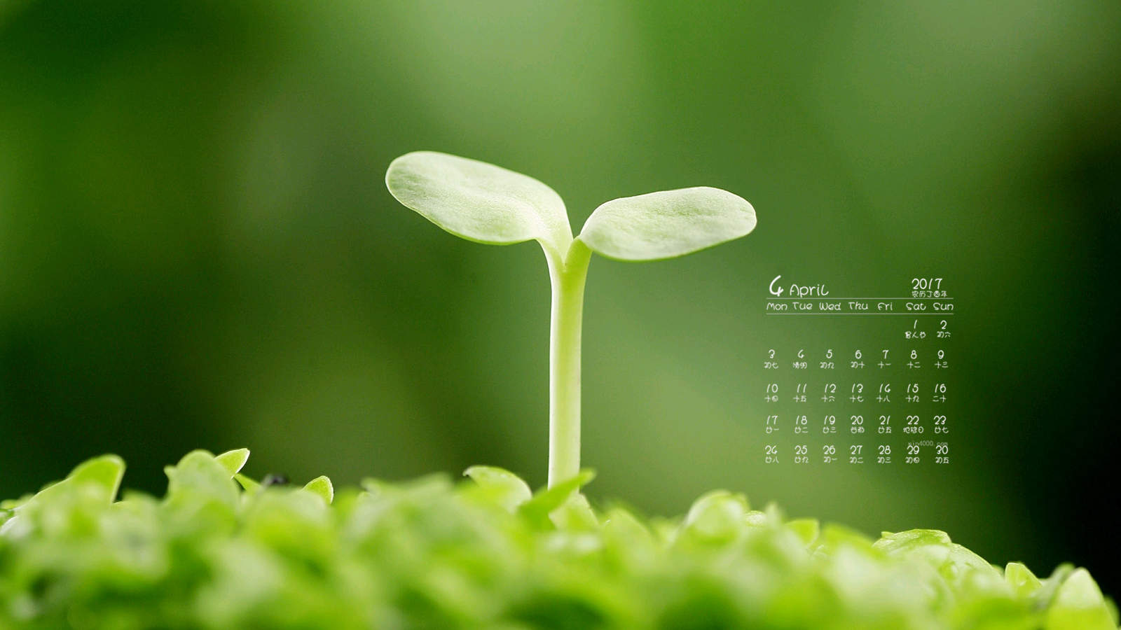 小清新植物嫩芽图片桌面壁纸图片