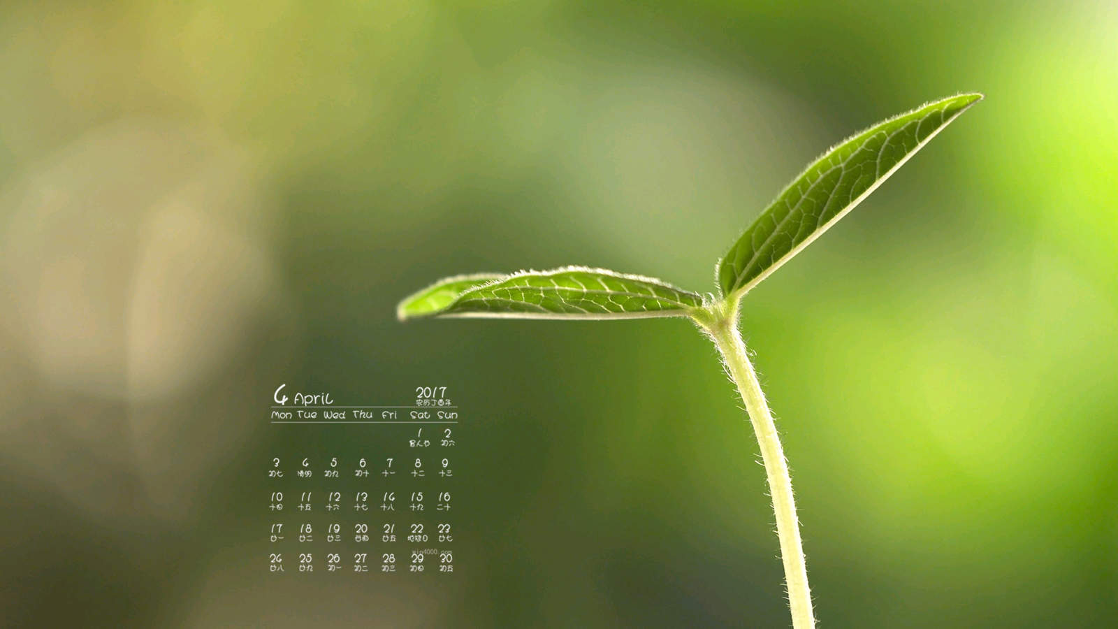 小清新植物嫩芽图片桌面壁纸图片