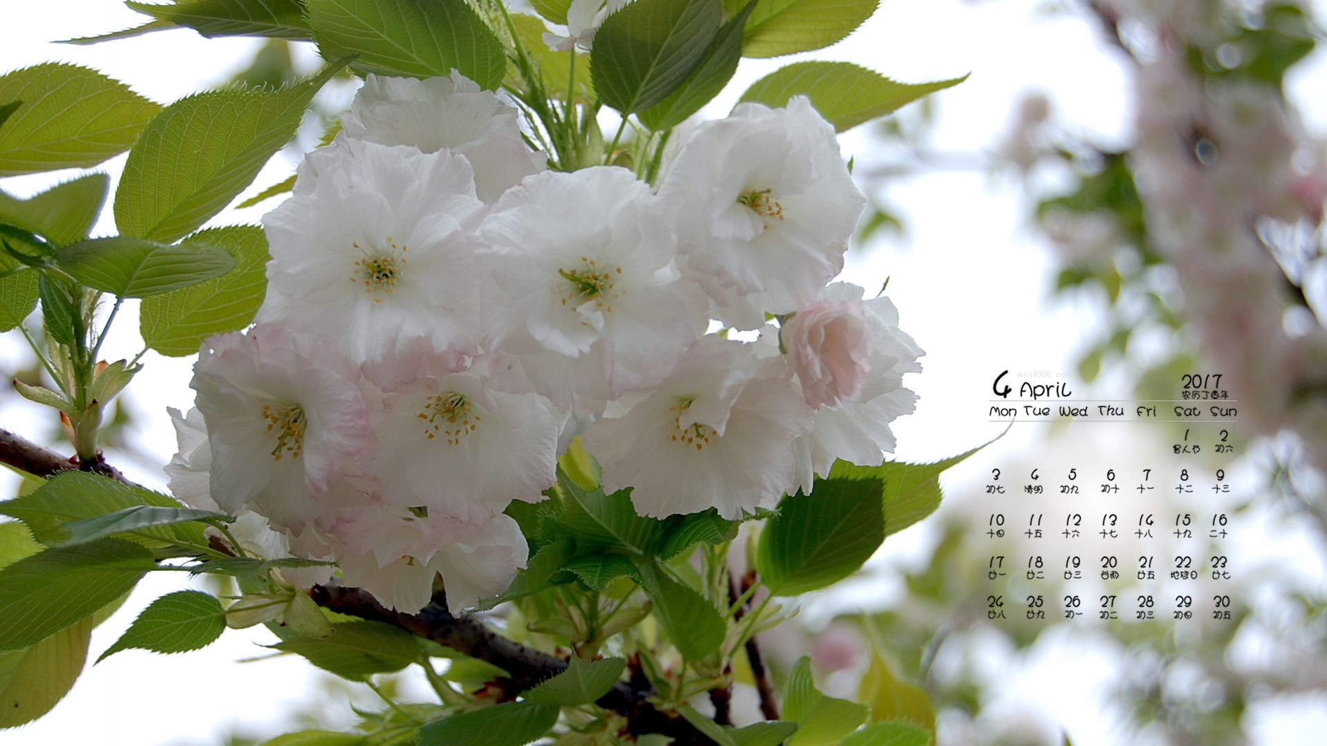 2017年6月唯美好看的樱花高清电脑桌面日历壁纸图片