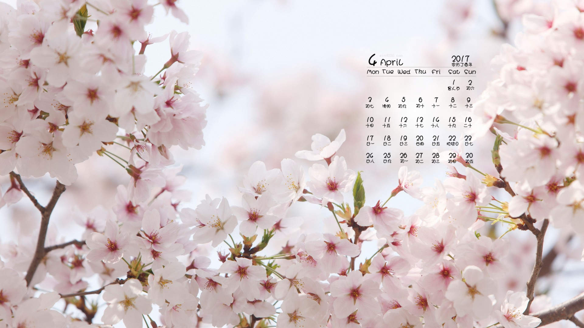 2017年6月唯美好看的樱花高清电脑桌面日历壁纸图片