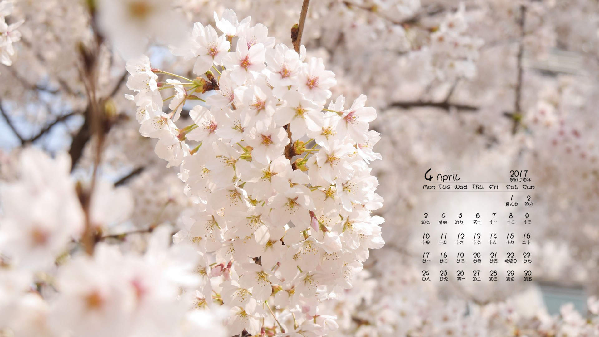 2017年6月唯美好看的樱花高清电脑桌面日历壁纸图片