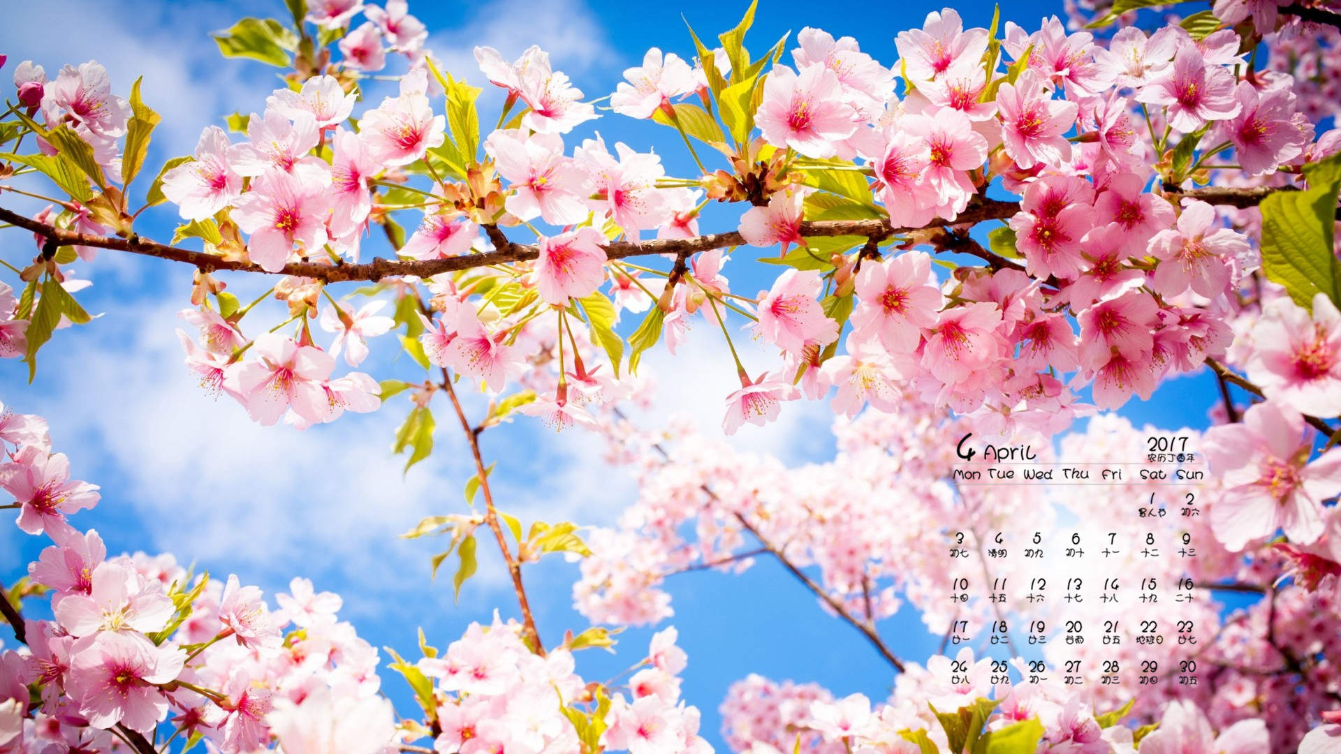 2017年5月樱花风景日历壁纸图片