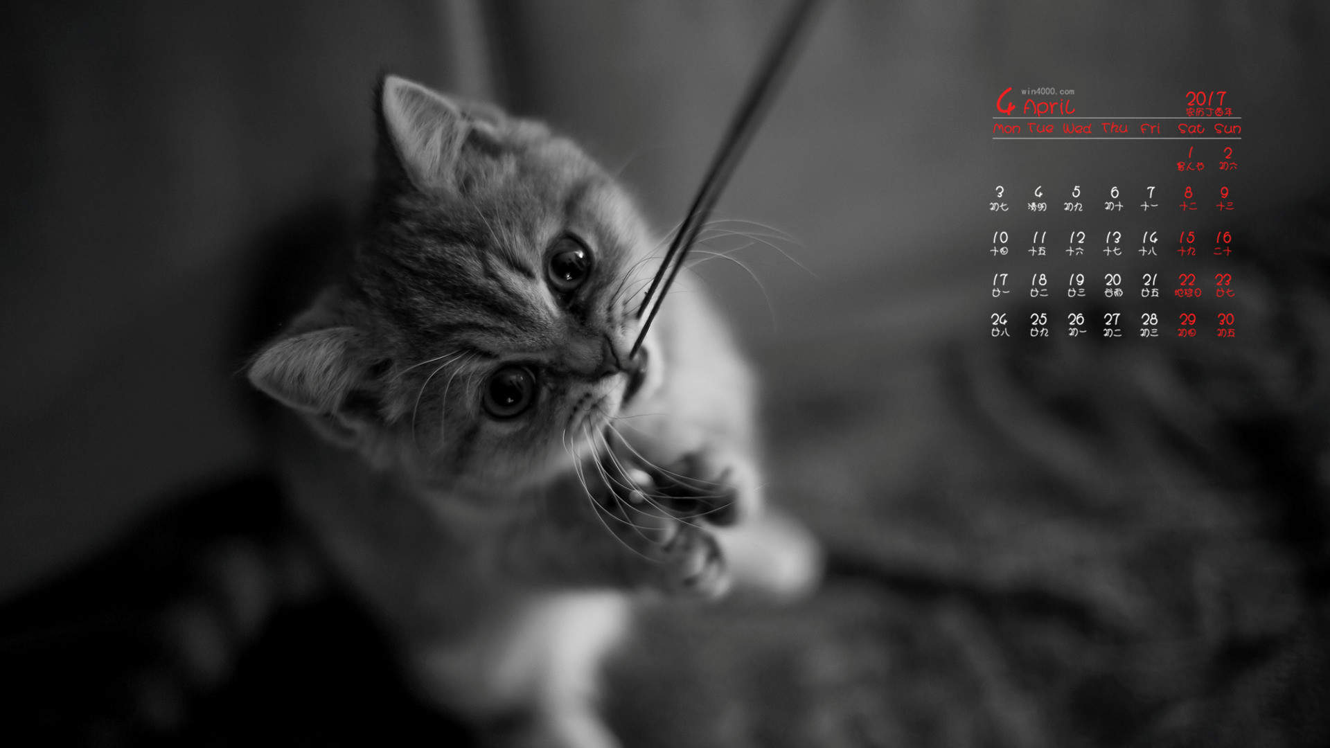 90后性感小猫咪写真图片